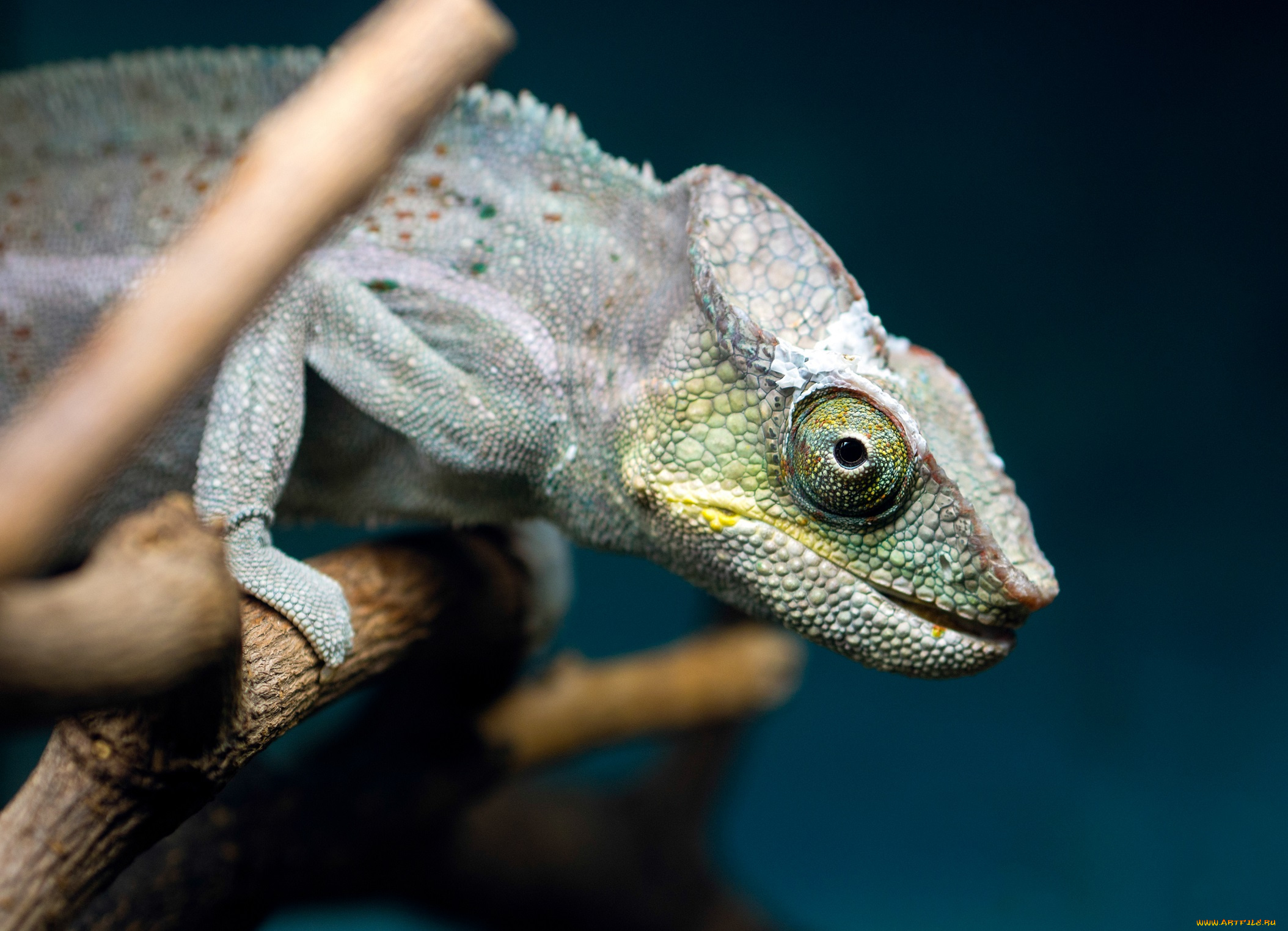 животные, хамелеоны, ветка, ящерица, хамелеон