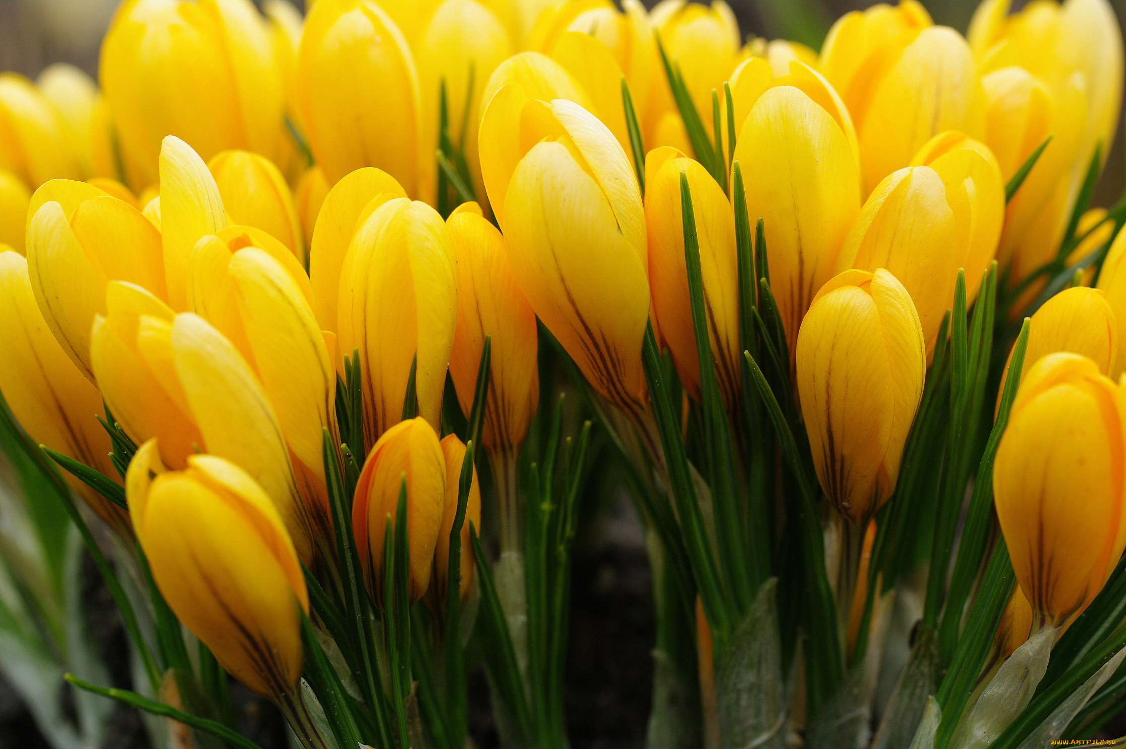 цветы, крокусы, желтый