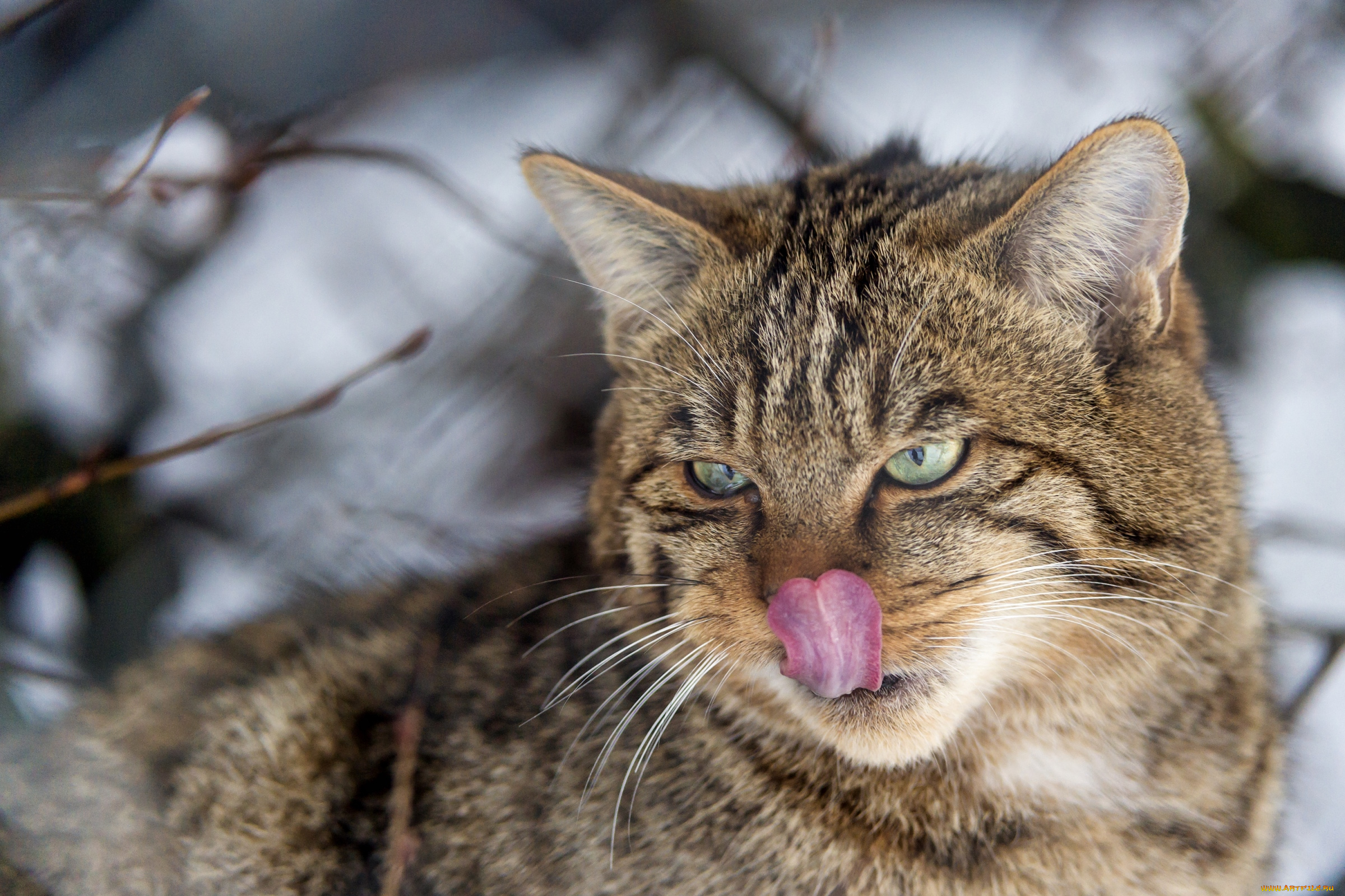 животные, дикие, кошки, язык