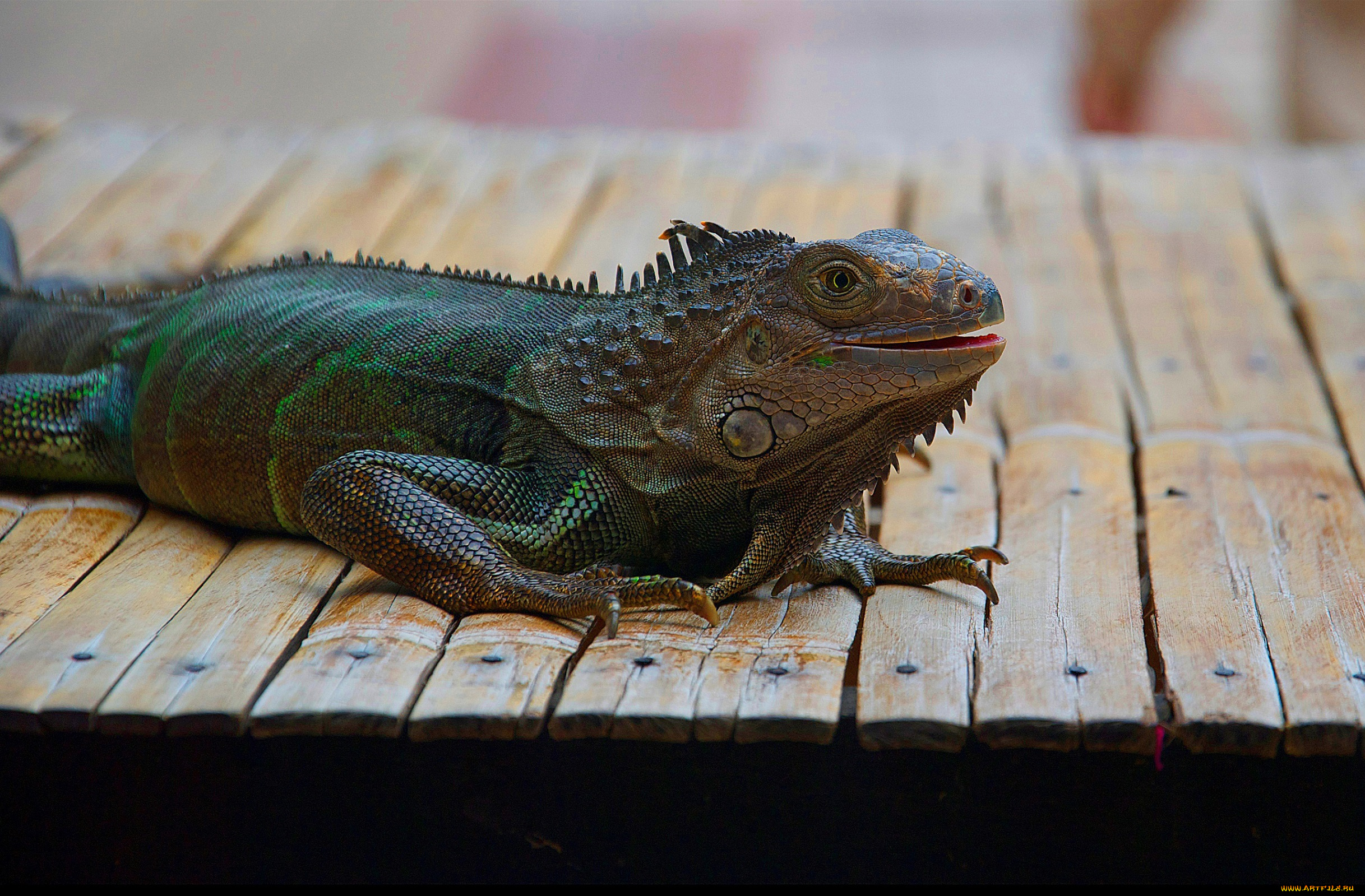 животные, Ящерицы, , игуаны, , вараны, доски, ящерица