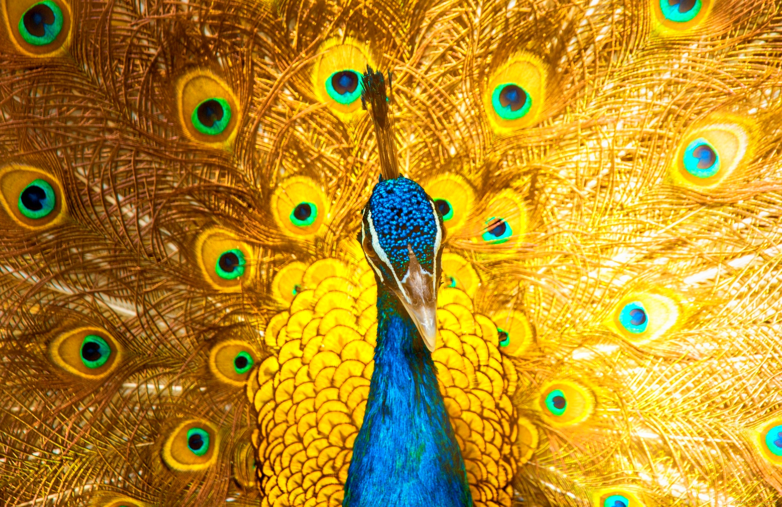 животные, павлины, окрас, павлин