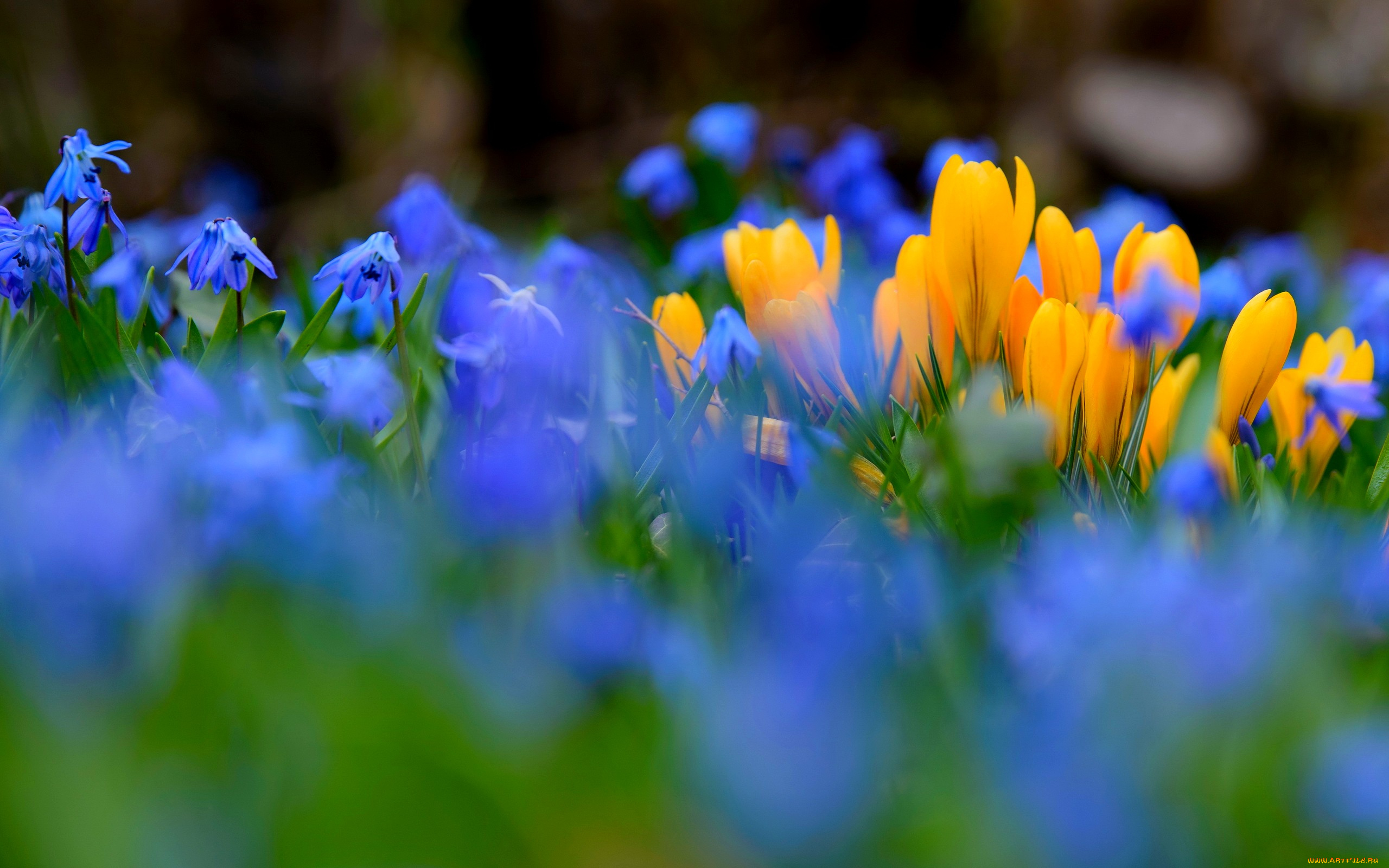 цветы, разные, вместе, природа, весна, крокусы, пролески