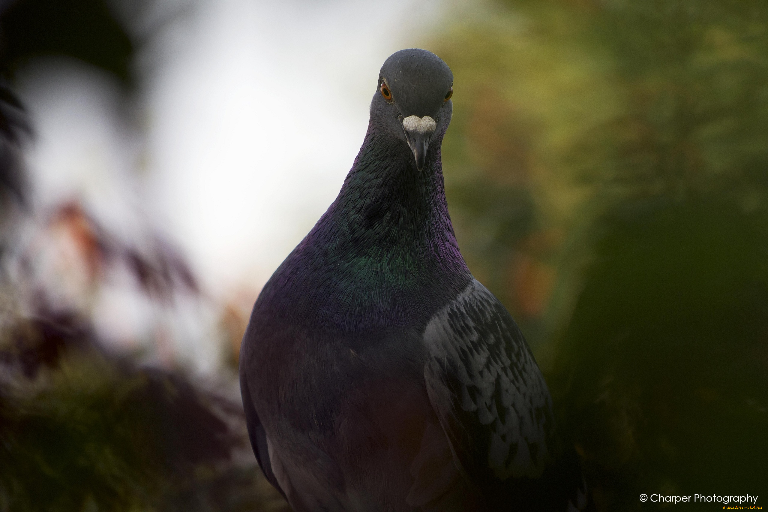 животные, голуби, клюв, птица, позирует