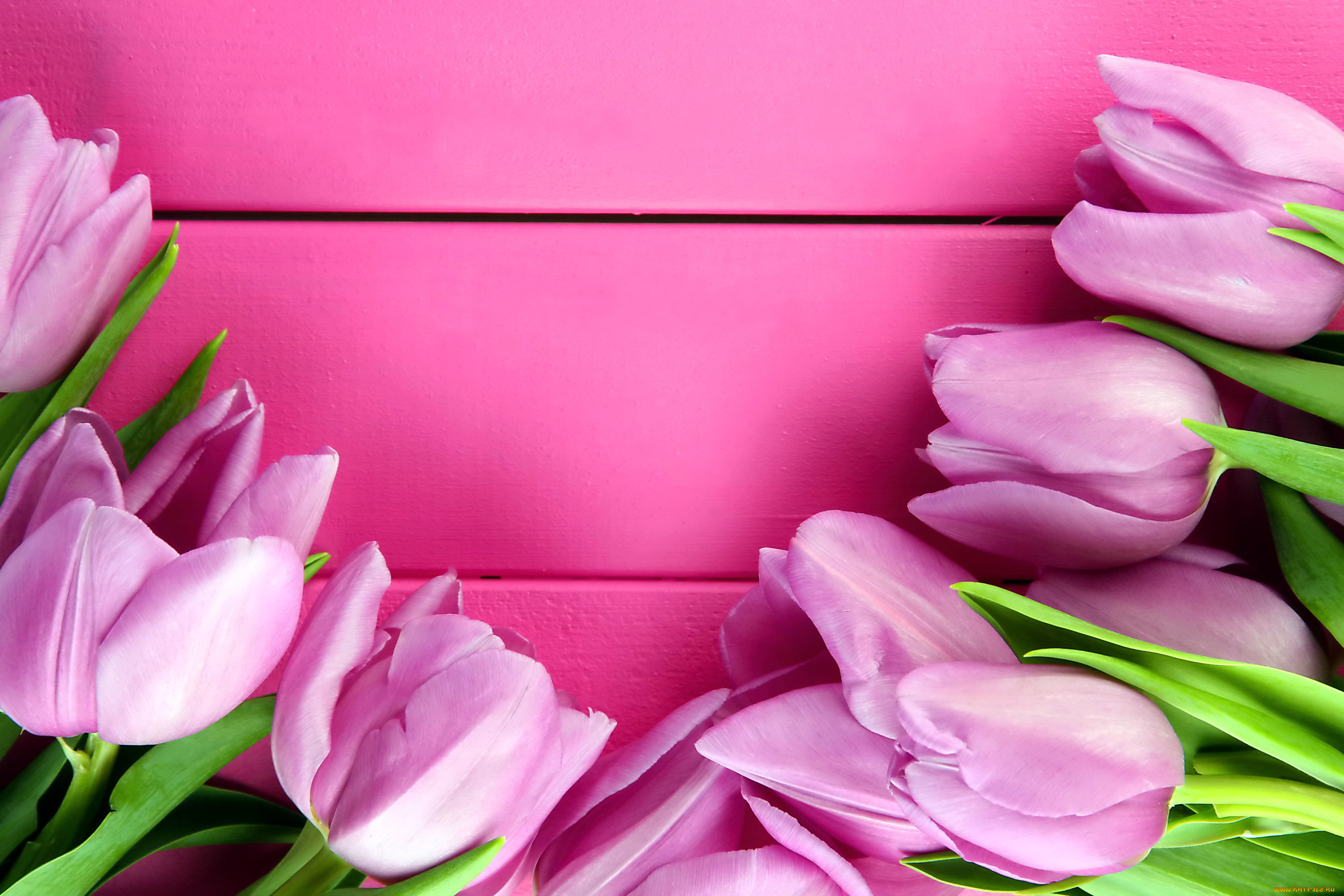 цветы, тюльпаны, бутоны