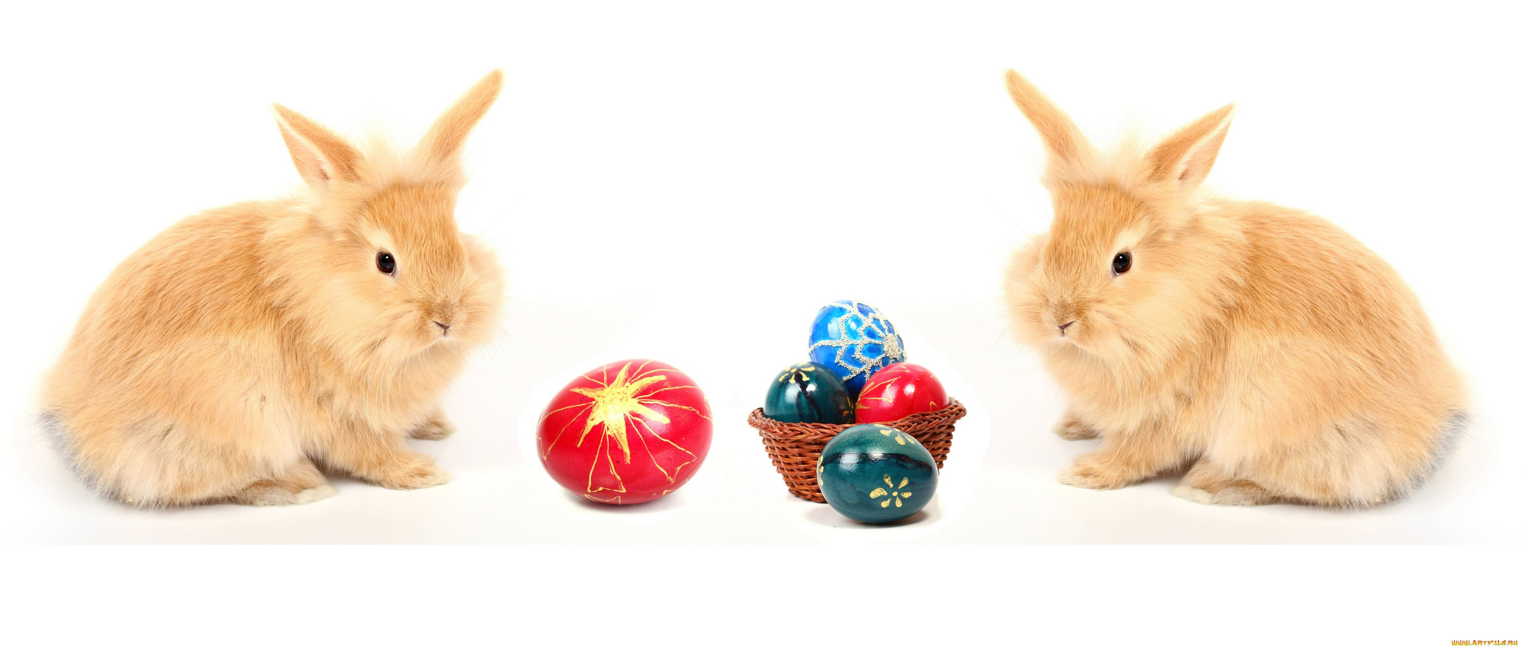 животные, кролики, , зайцы, пара, easter, яйцо, пасха