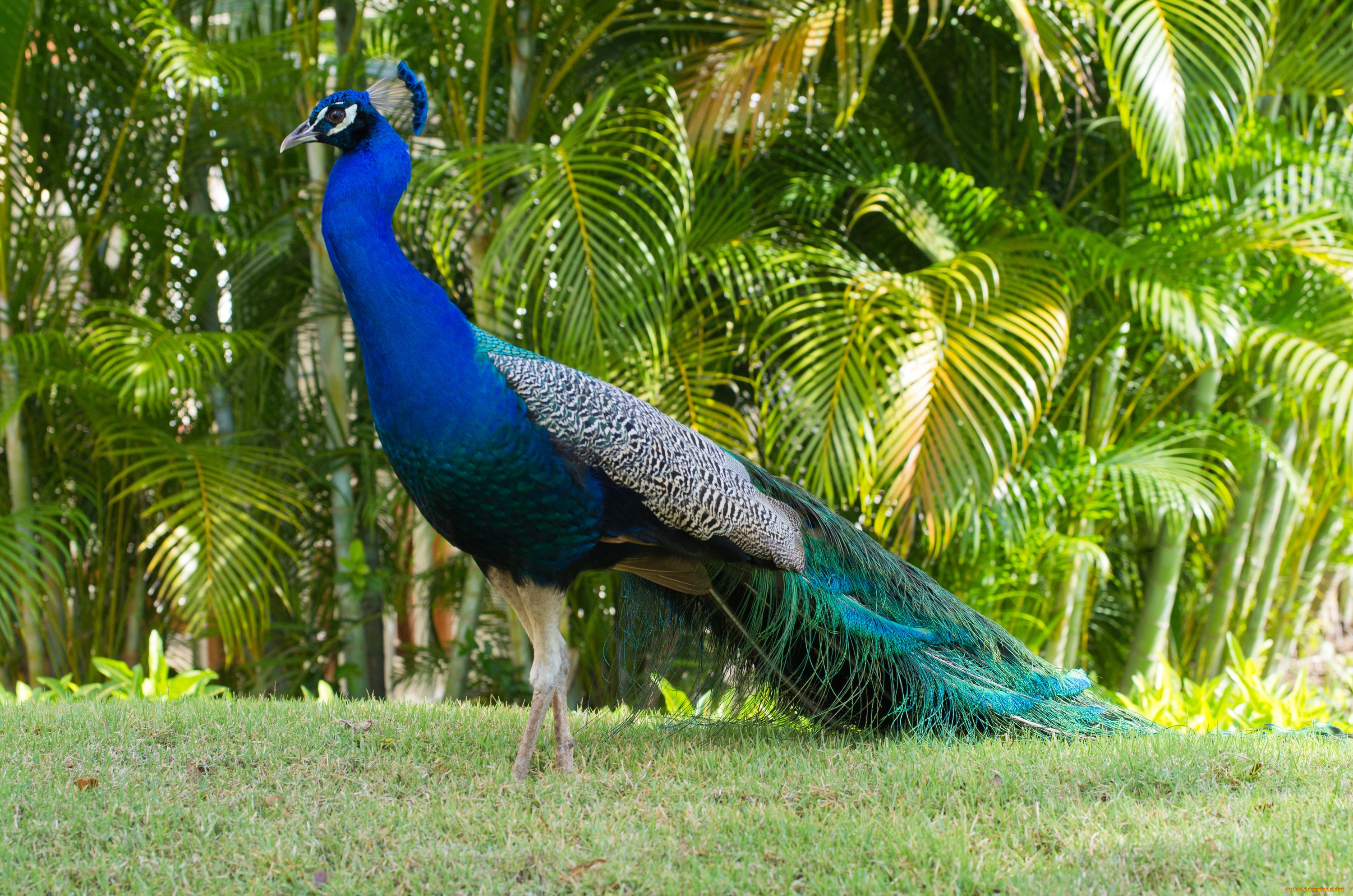 животные, павлины, павлин, трава, деревья