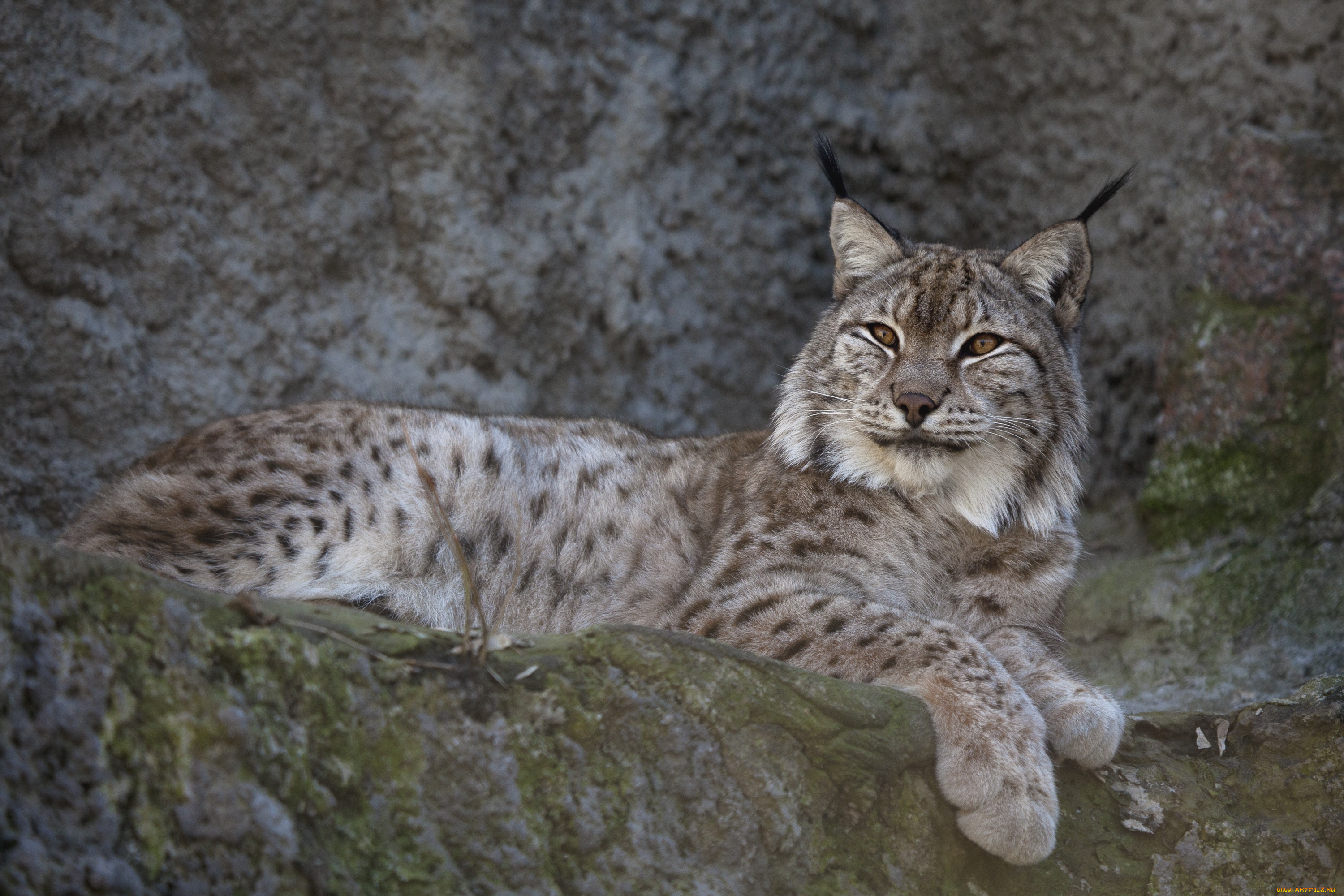 животные, рыси, кошка