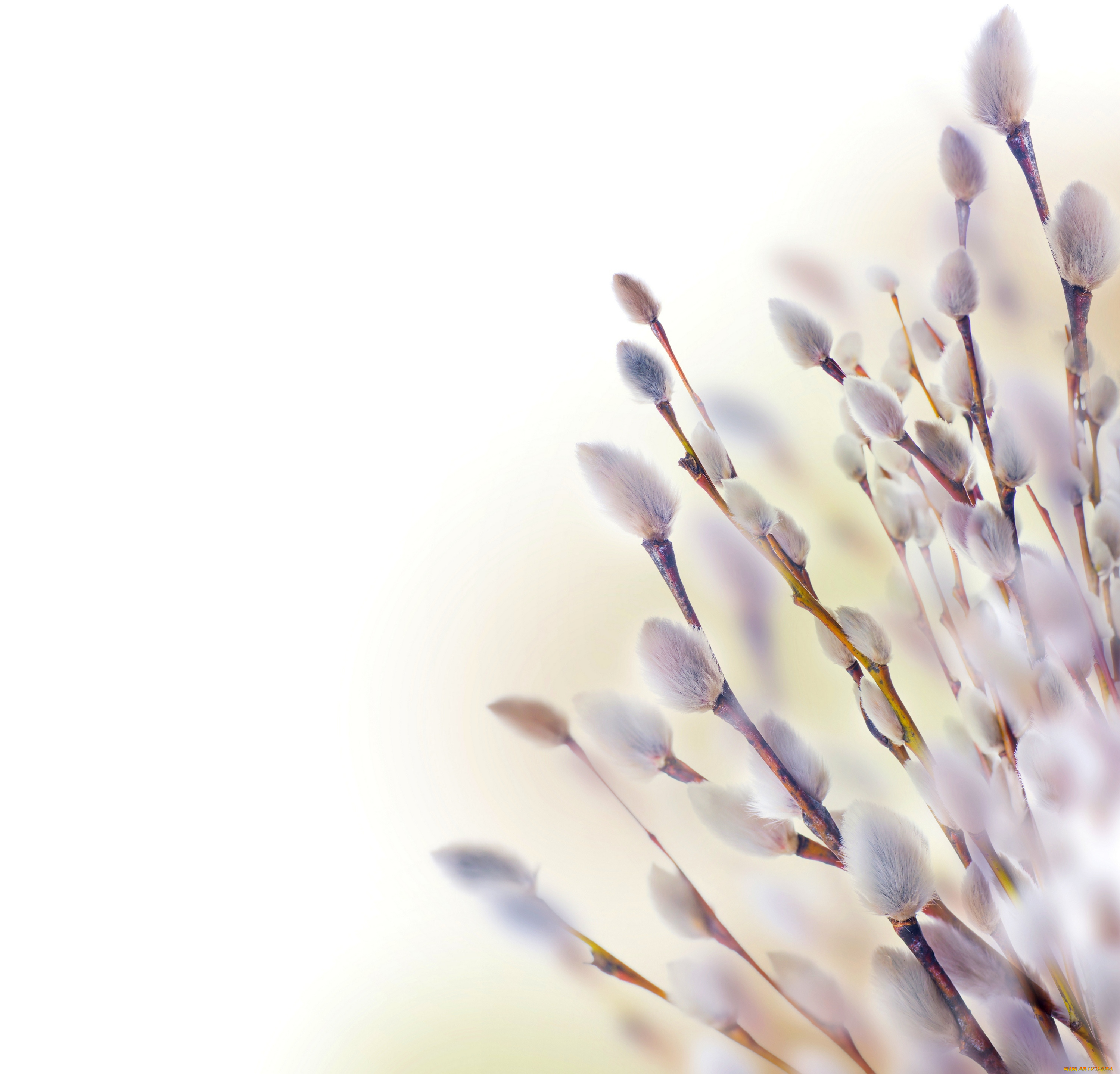 цветы, цветущие, деревья, , , кустарники, верба, веточки