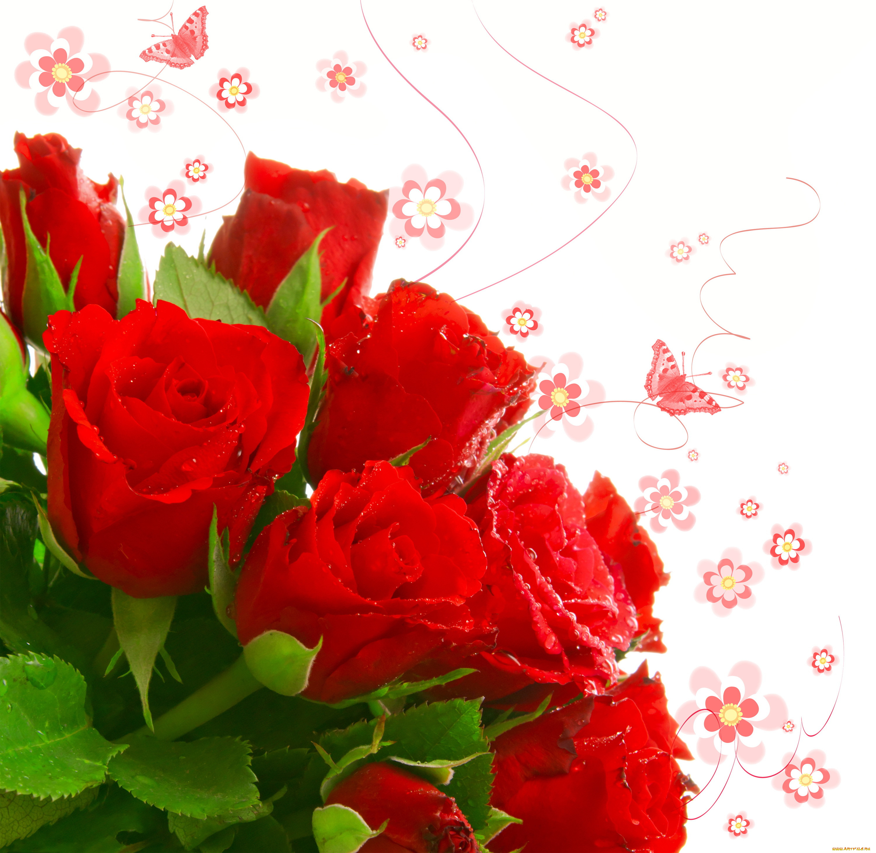 цветы, розы, бабочки, красные
