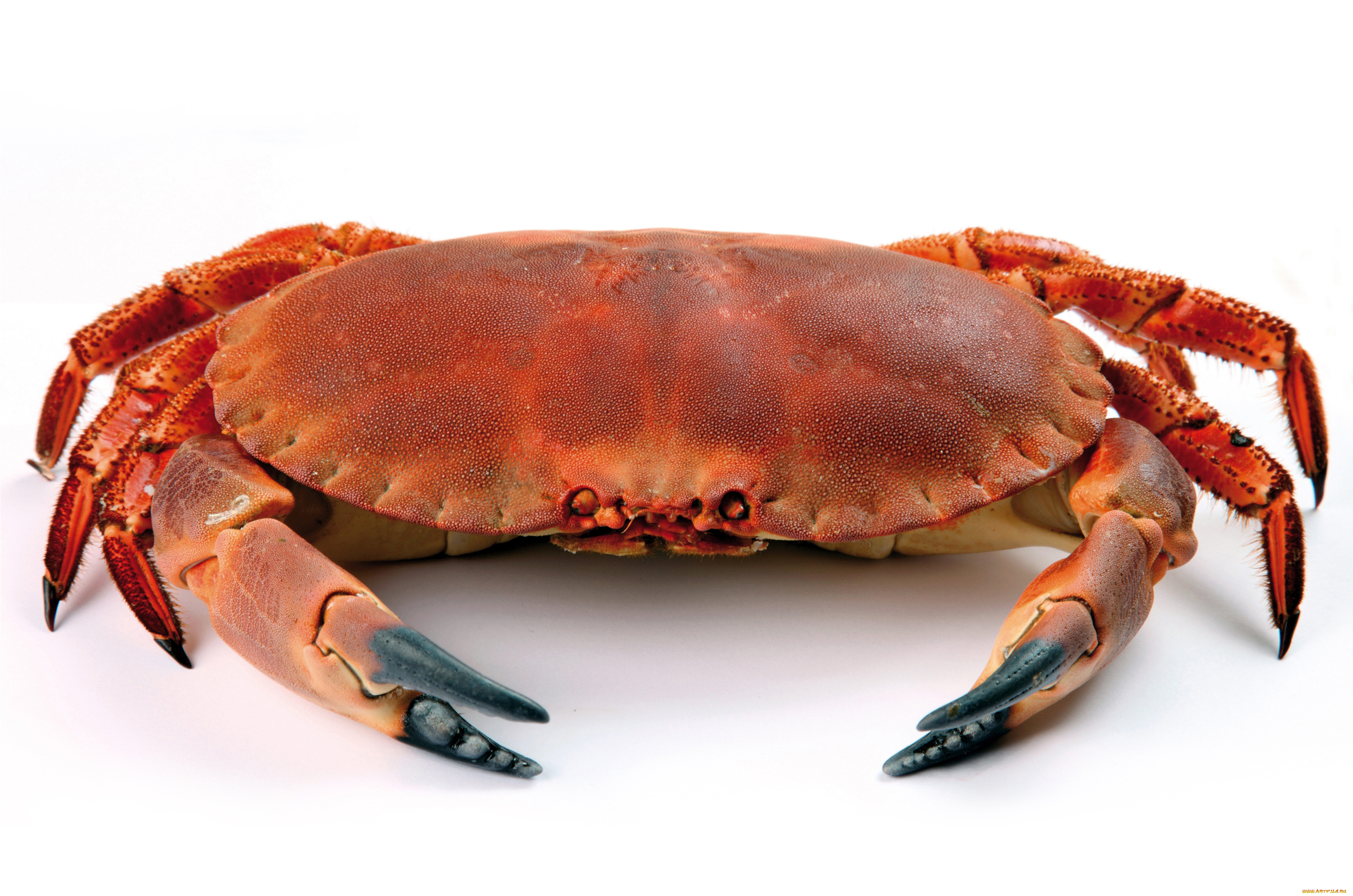 животные, крабы, , раки, crab