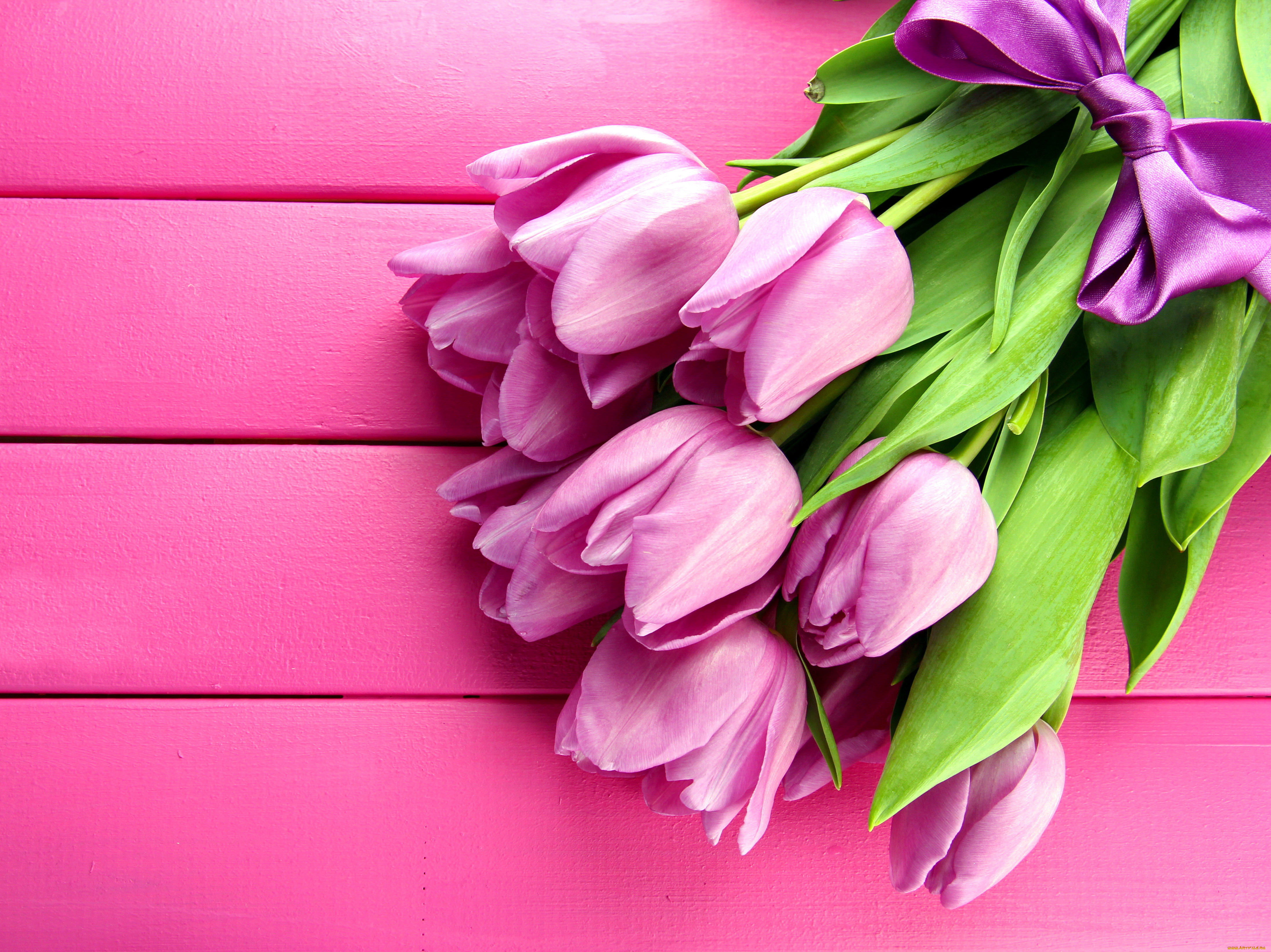 цветы, тюльпаны, бутоны, лента, бант