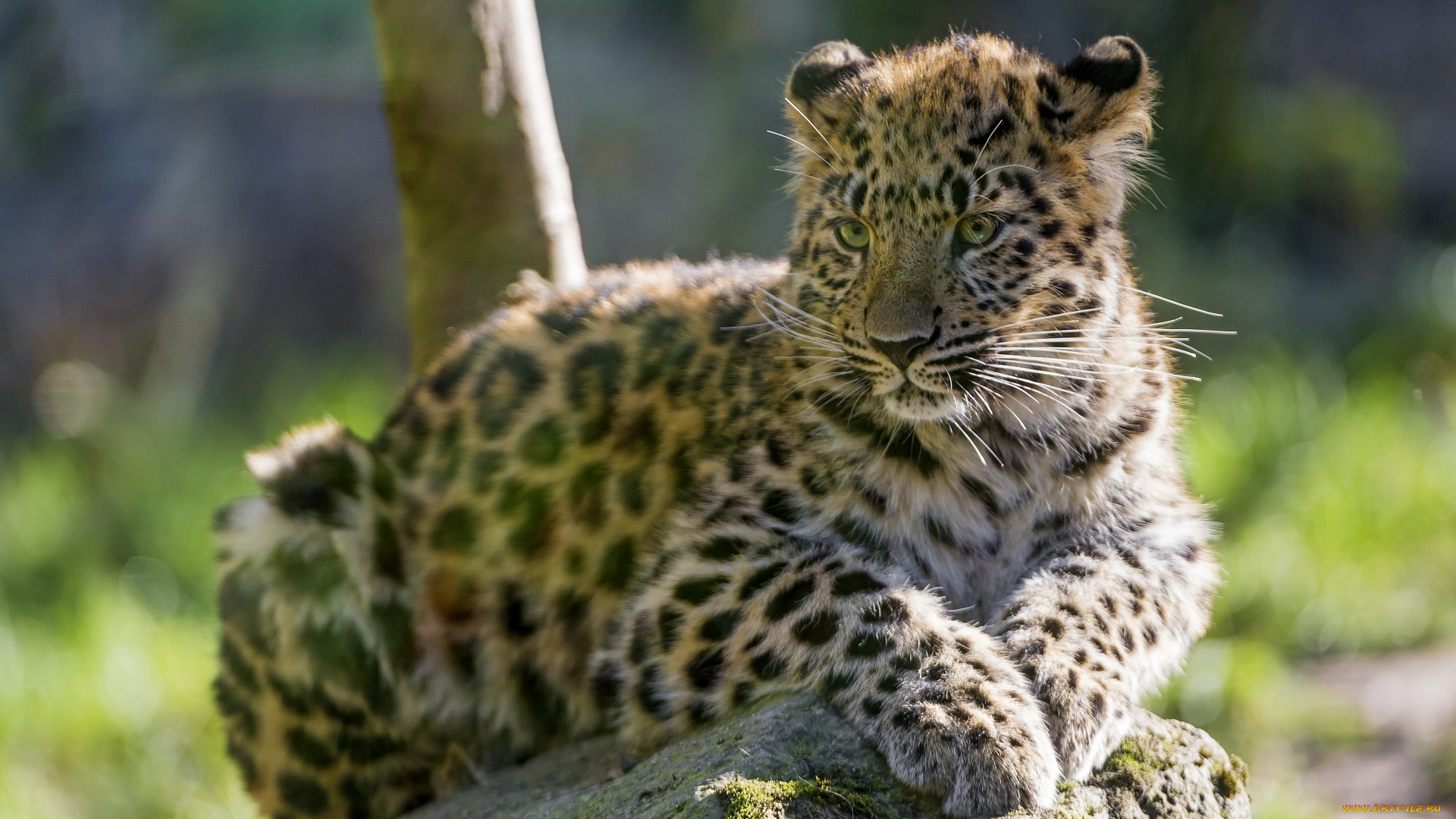 амурский, , дальневосточный, , леопард, животные, леопарды, котёнок, детёныш, хищник, кошка, малыш, мордочка, лапы, лежит, отдых, зоопарк, свет, пятна, блики
