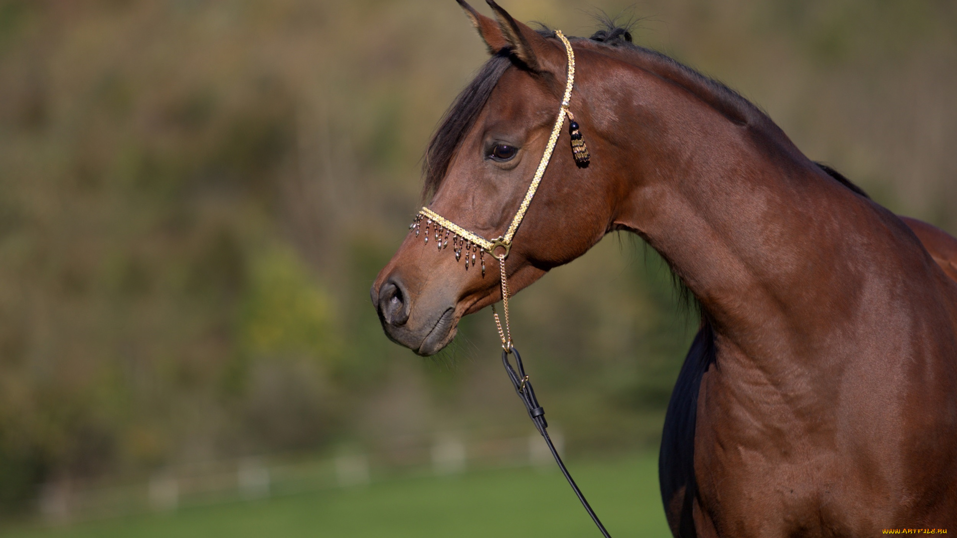 автор, , oliverseitz, животные, лошади, конь, профиль, грация, морда, гнедой, красавец, шея