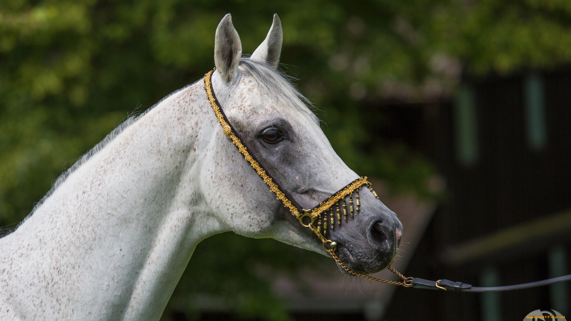 автор, , oliverseitz, животные, лошади, красавец, профиль, морда, серый, конь