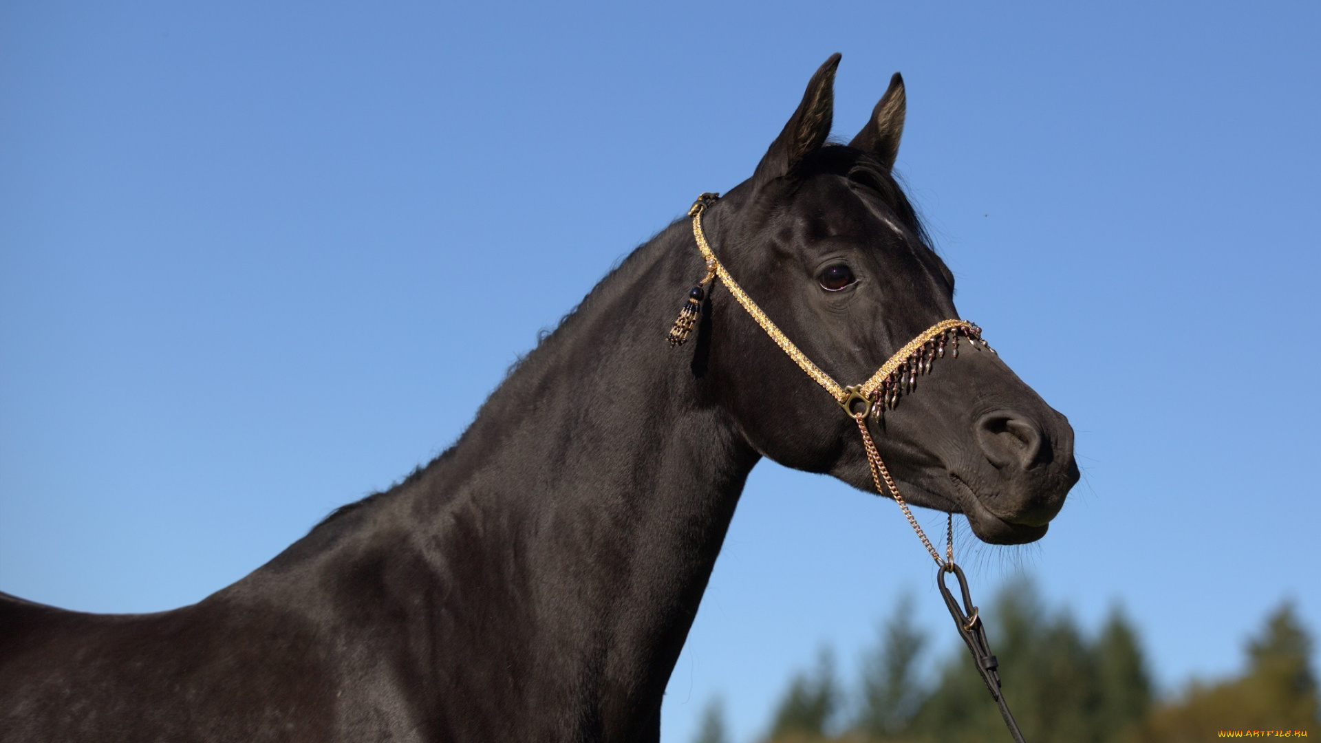 автор, , oliverseitz, животные, лошади, небо, профиль, шея, морда, вороной, конь, красавец