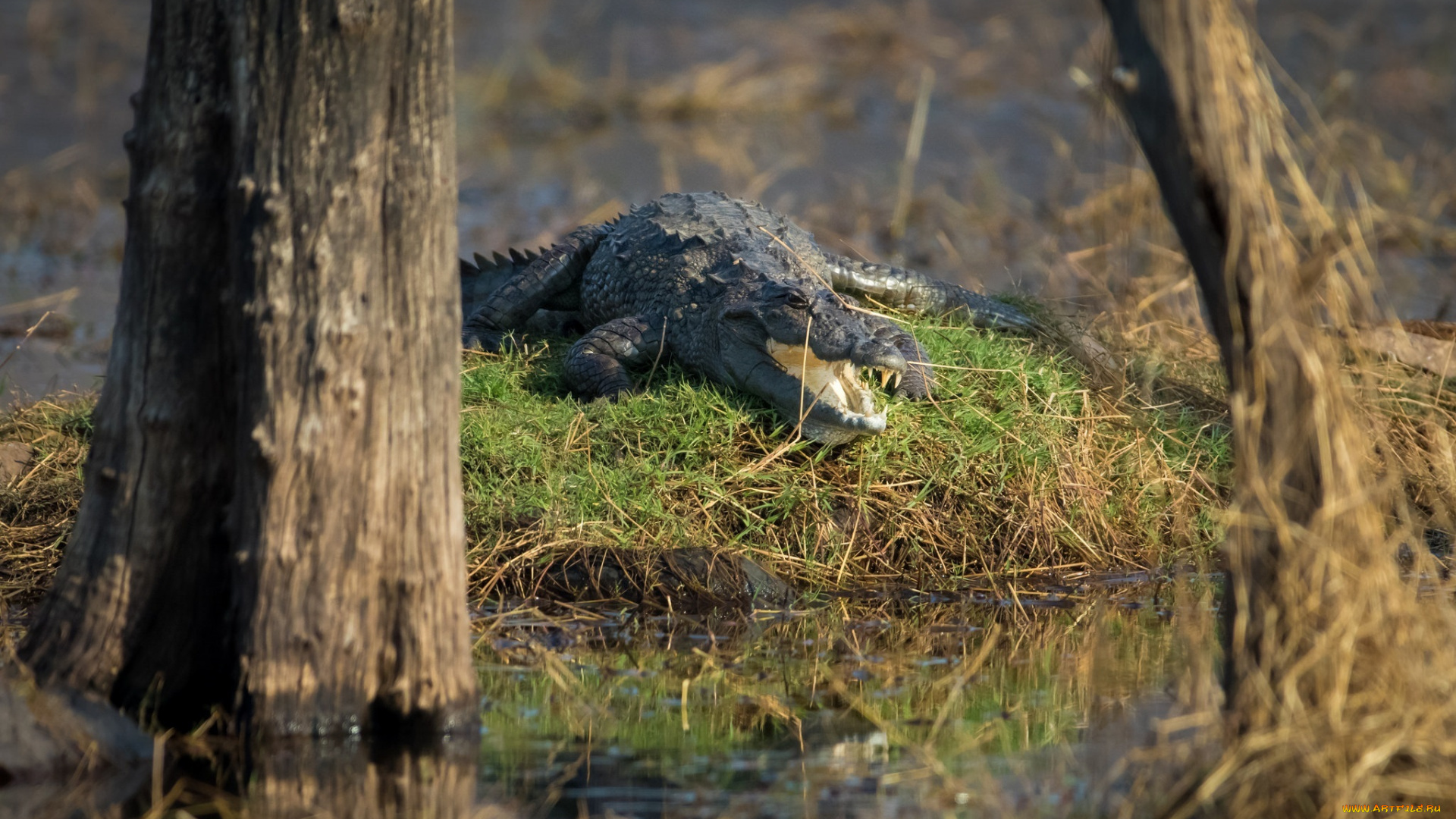 болотный, крокодил, , национальный, парк, рантамбор, , индия, животные, крокодилы, хищник, рептилия, пасть, зубы, водоём, кочка, стволы, болото, солнце, отдых, лежит