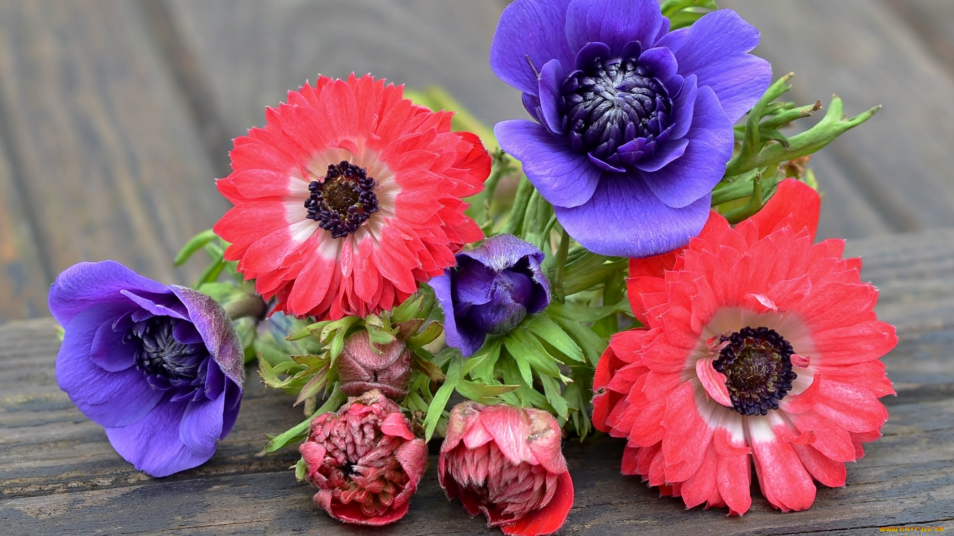 цветы, анемоны, , сон-трава, фиолетовый, розовый