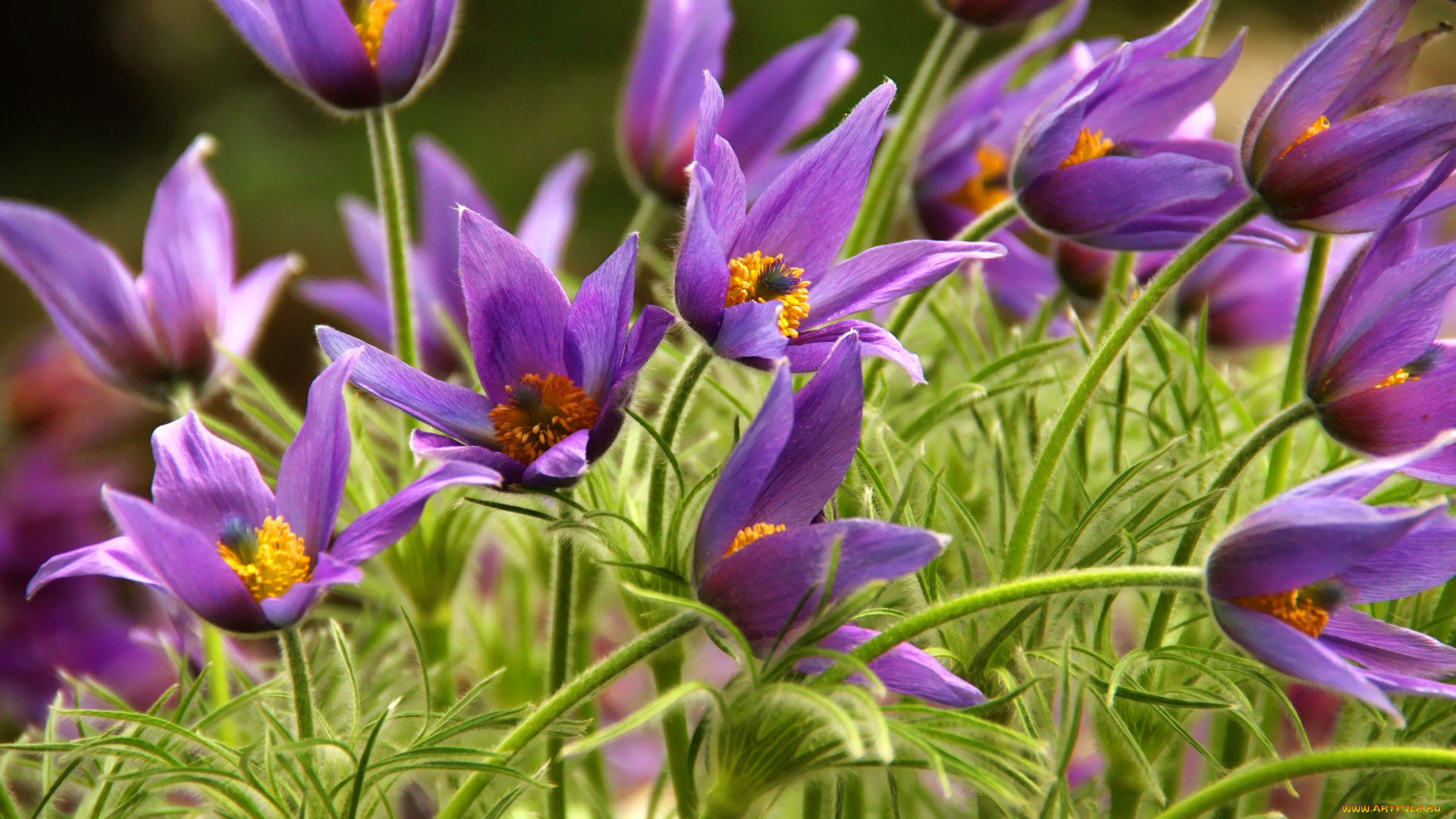 цветы, анемоны, , сон-трава, лиловый