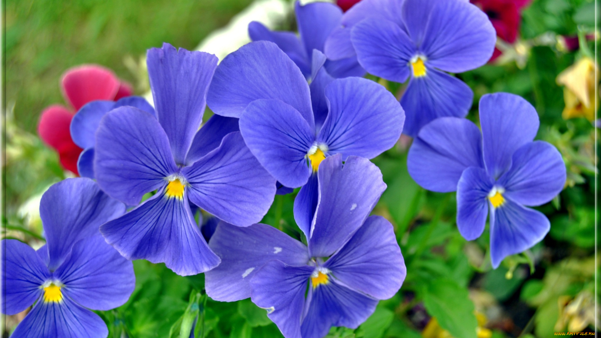 цветы, анютины, глазки, , садовые, фиалки, анютины, глазки