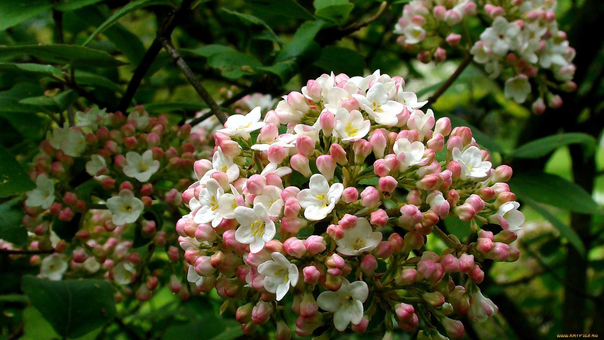 цветы, цветущие, деревья, , , кустарники, соцветия, куст, мелкие