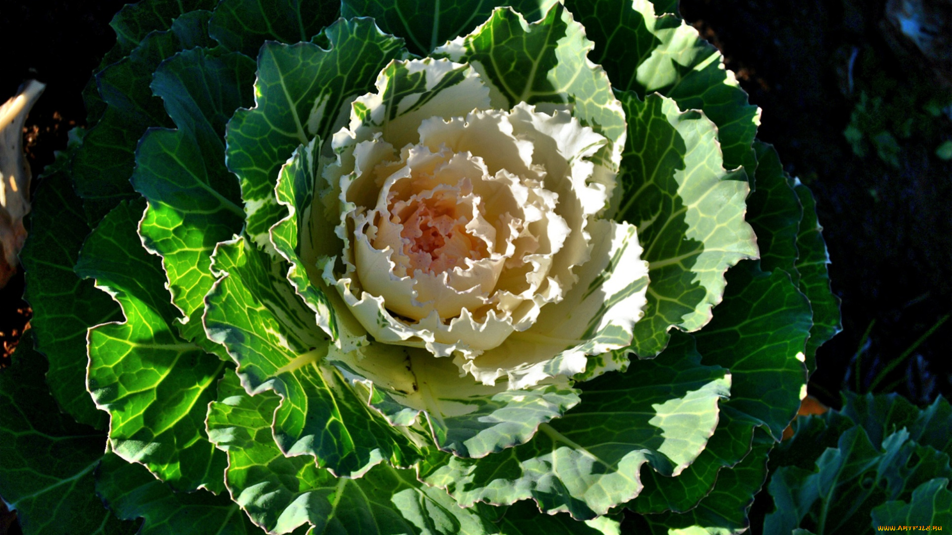 цветы, декоративная, капуста, листья, декоративная, капуста