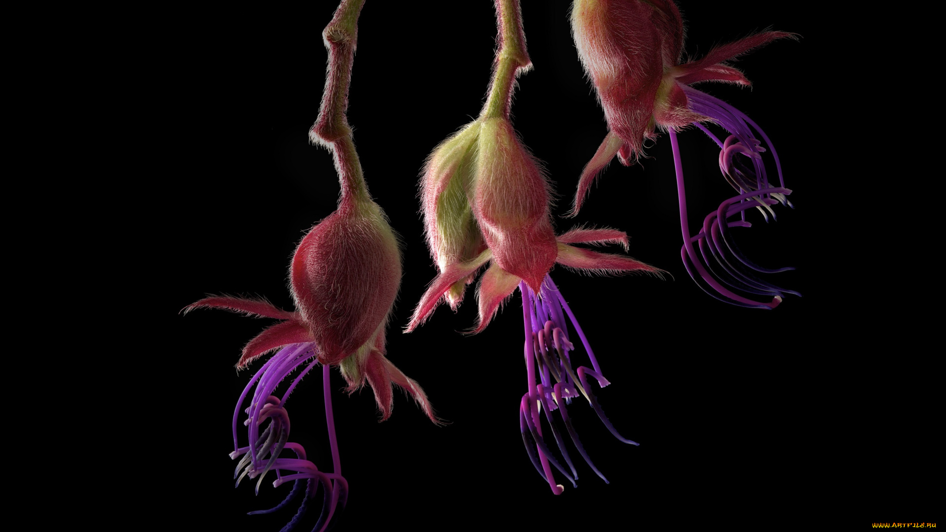 цветы, фон, черный