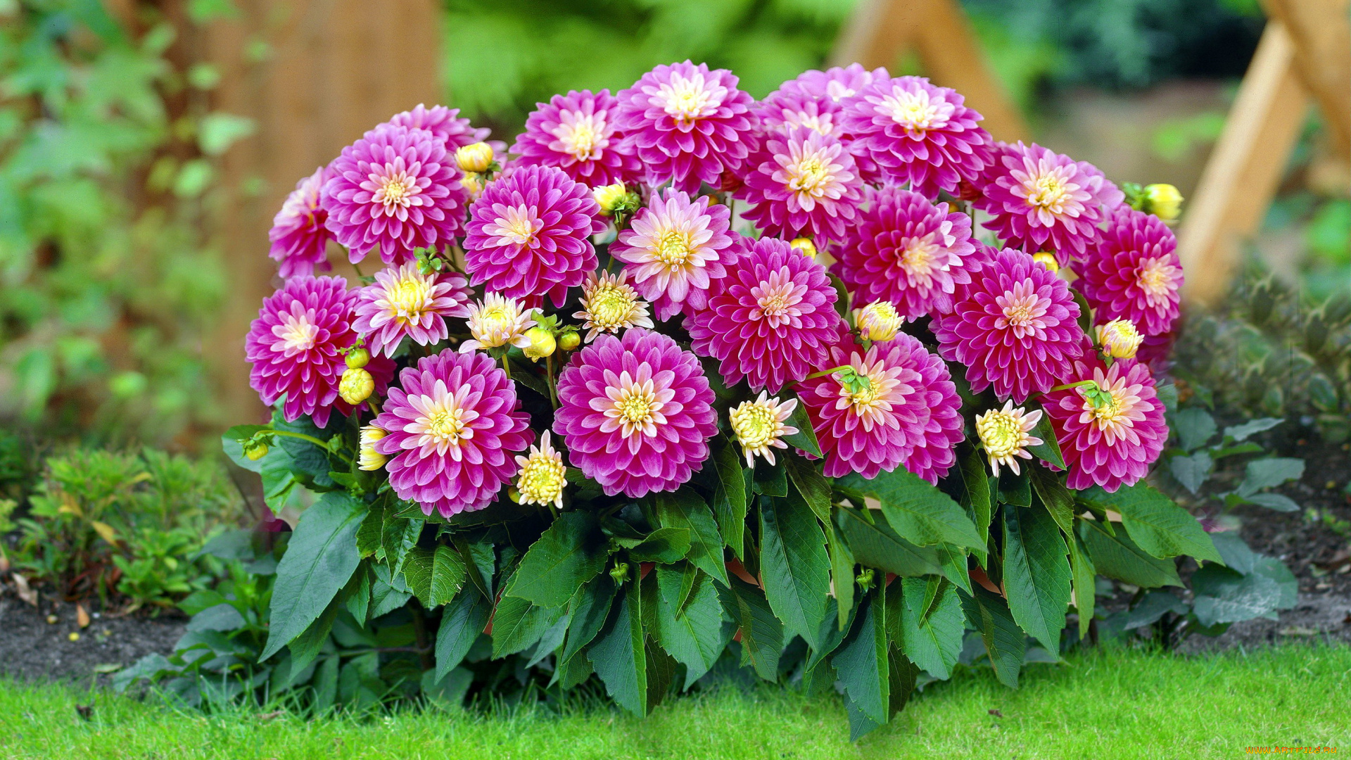 цветы, георгины, куст