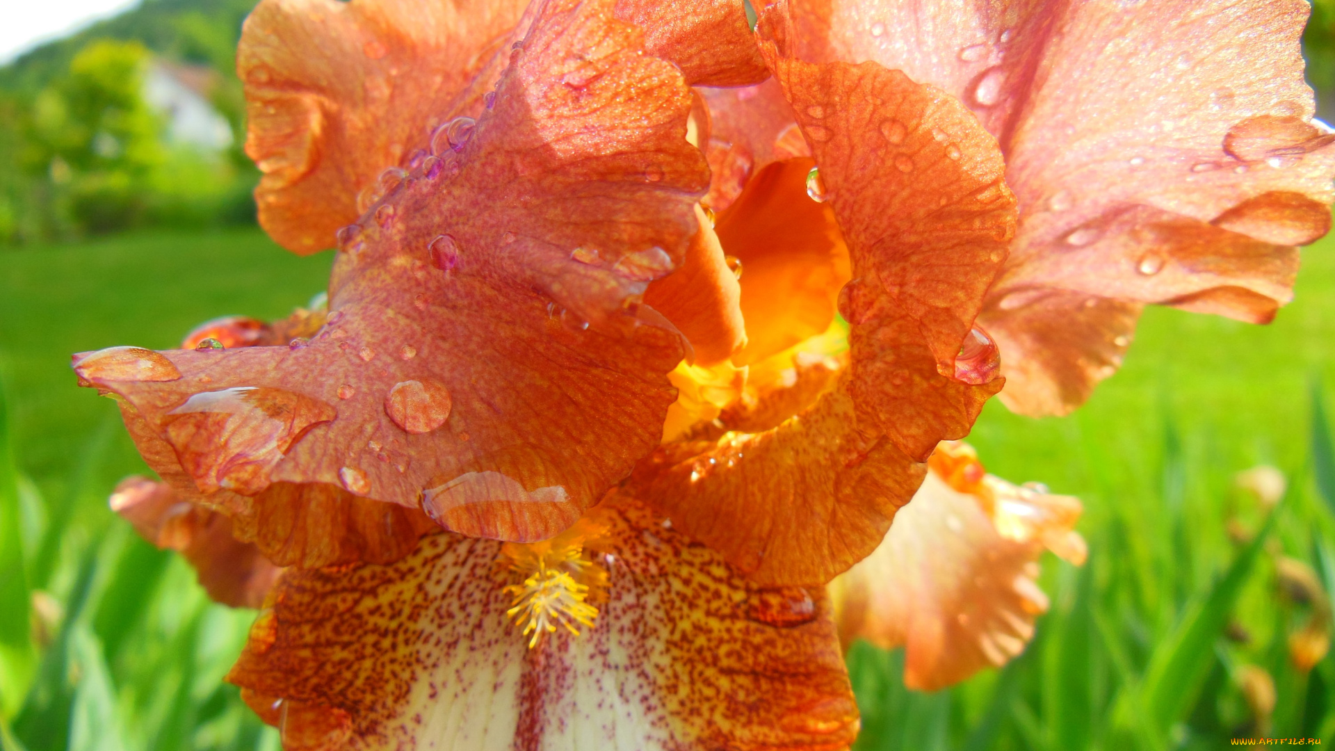 цветы, ирисы, макро