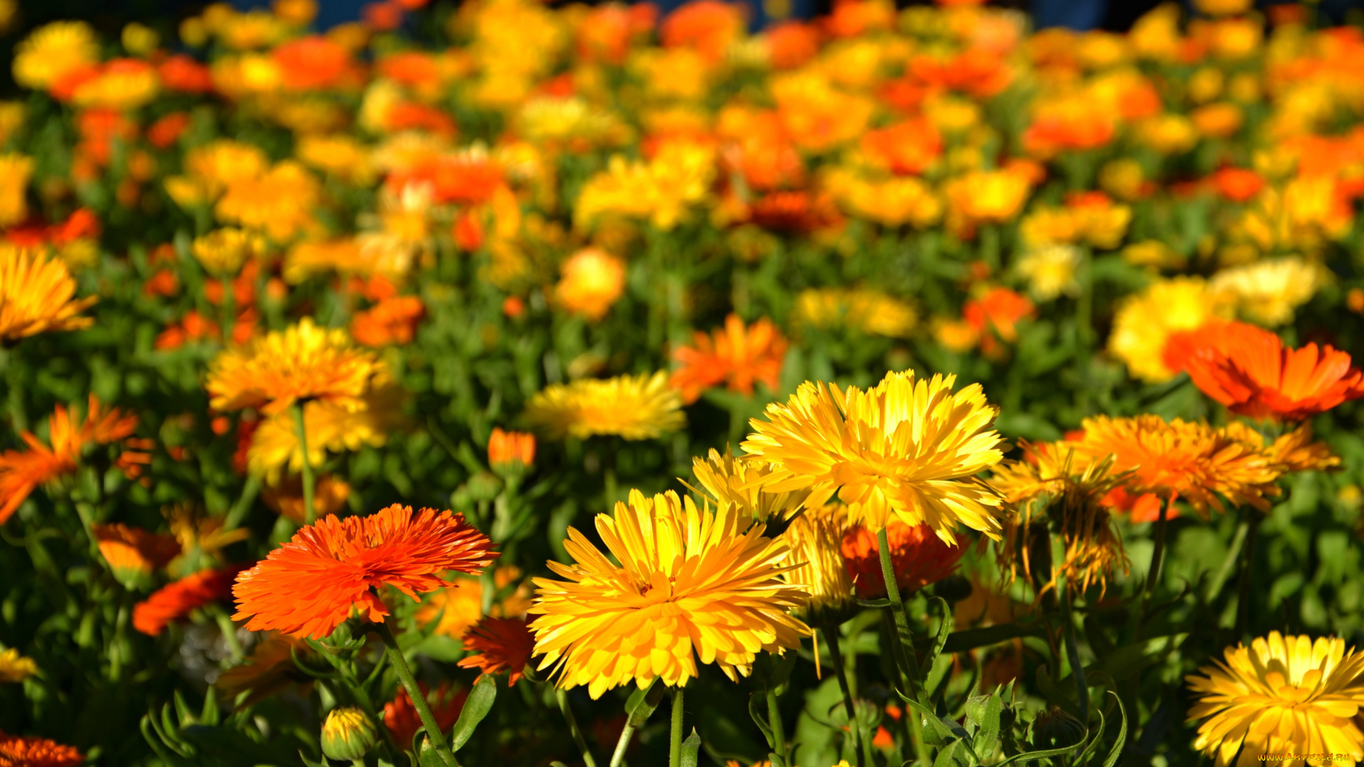 цветы, календула, оранжевые, луг
