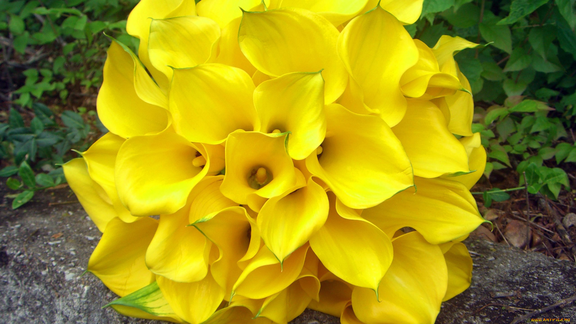 цветы, каллы, желтый