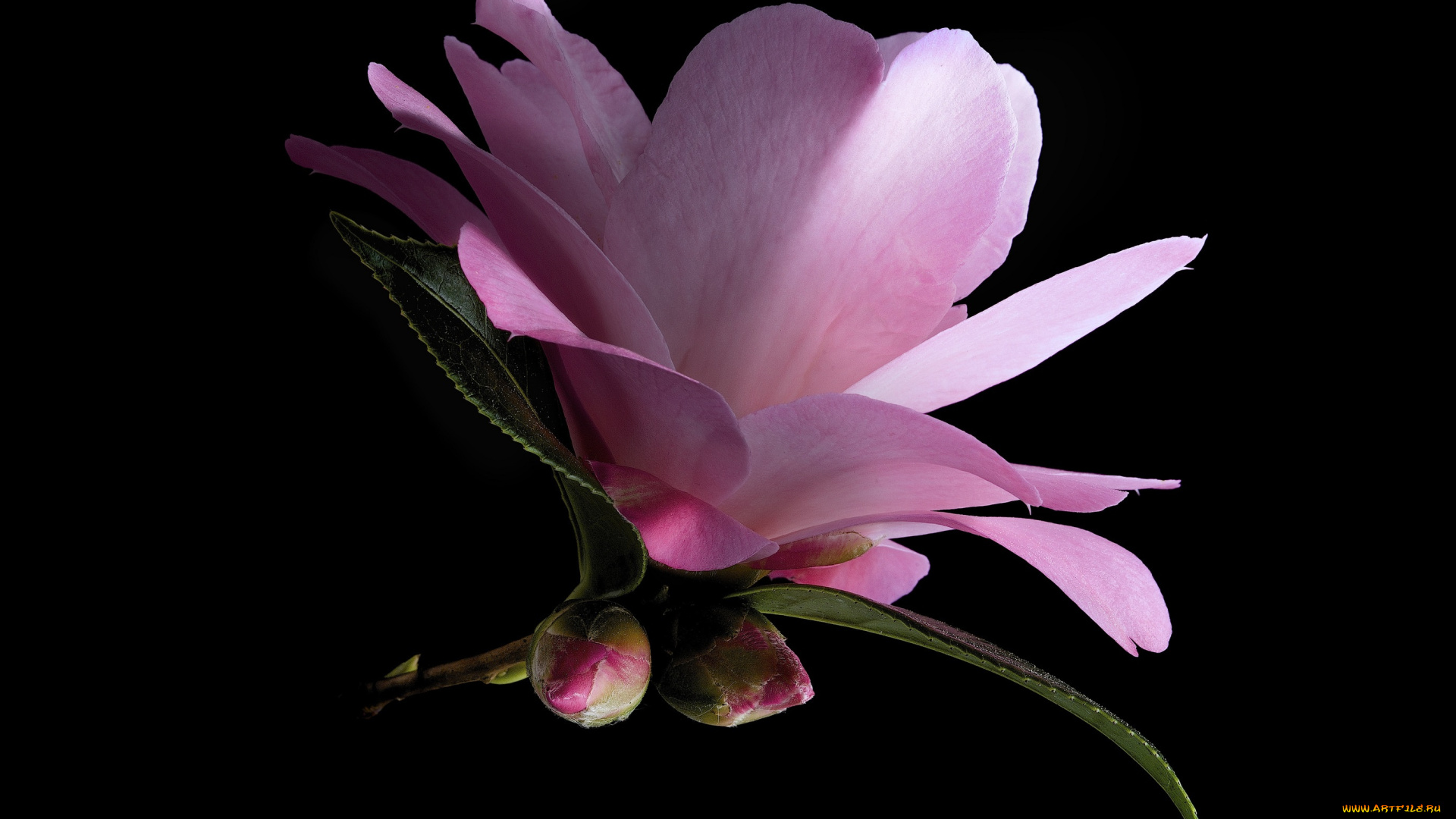 цветы, камелии, камелия, макро, цветок, фон, чёрный