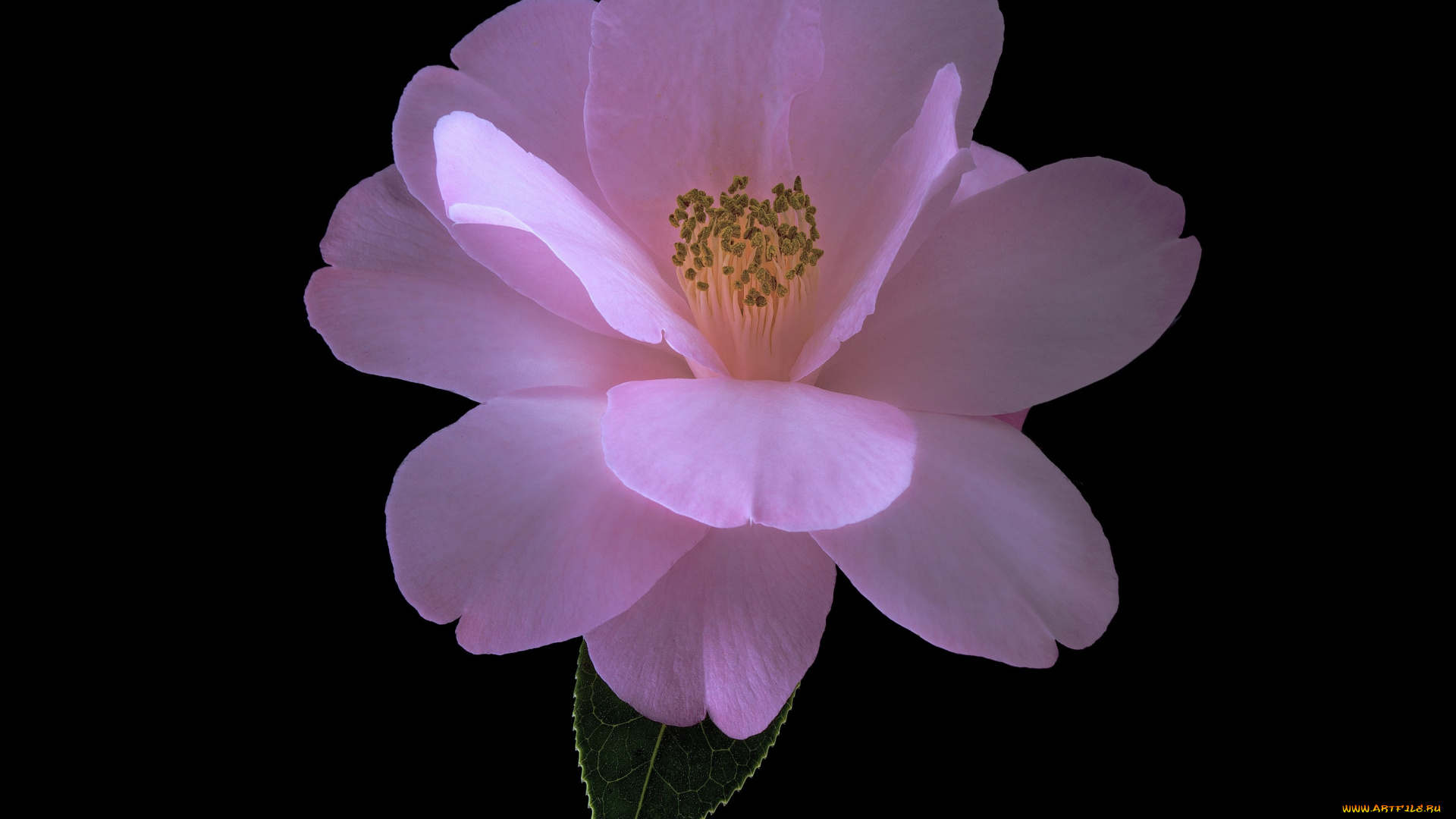 цветы, камелии, макро, камелия, лепестки, цветок, фон, чёрный, розовая