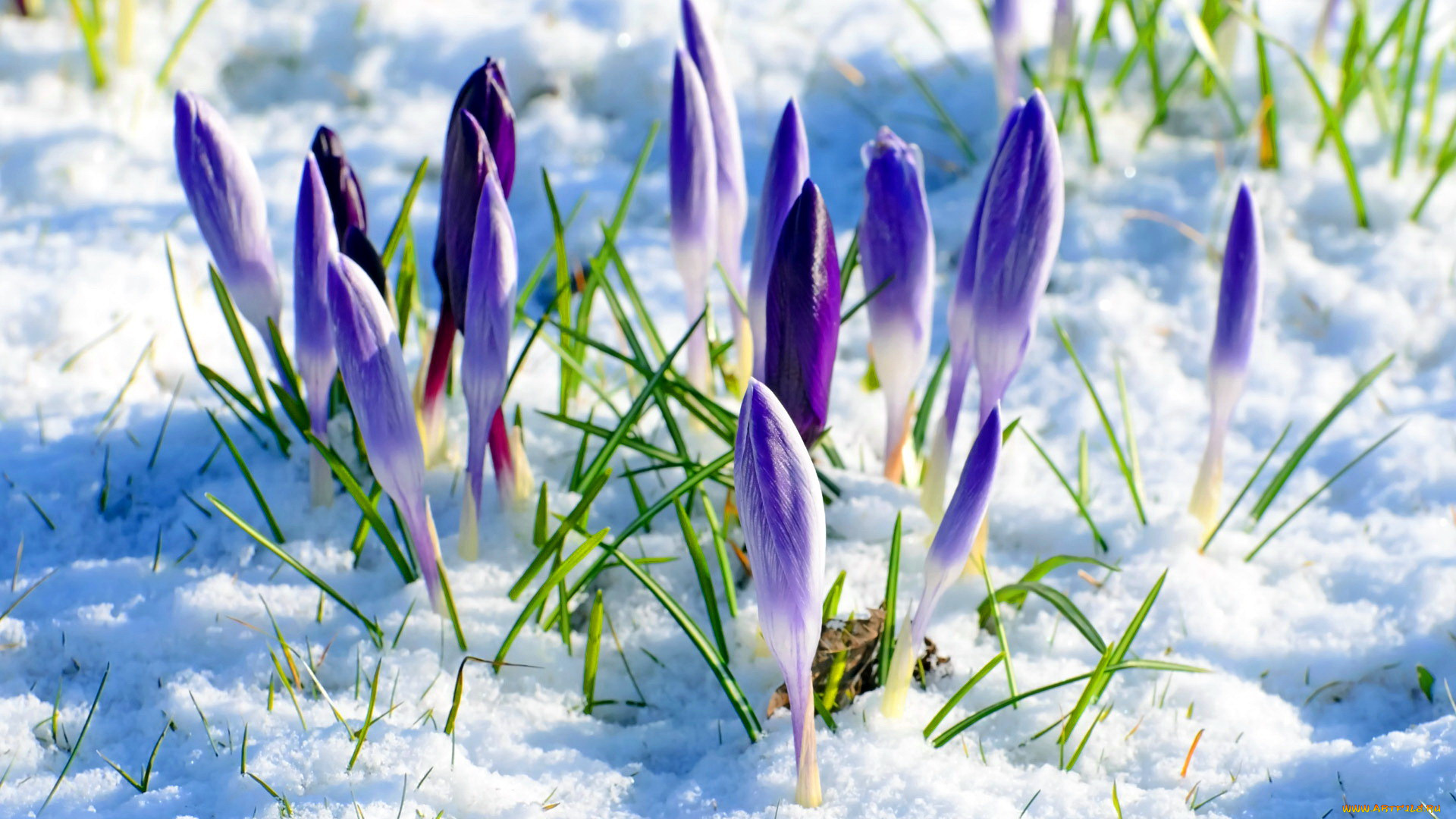 цветы, крокусы, бутоны, снег