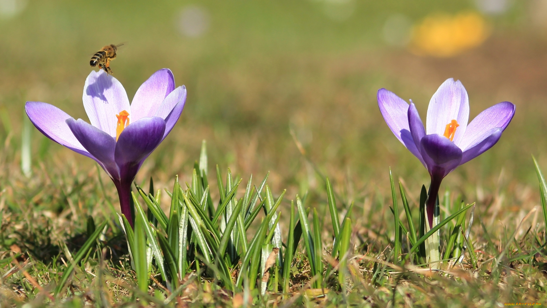 цветы, крокусы, весна, пчела
