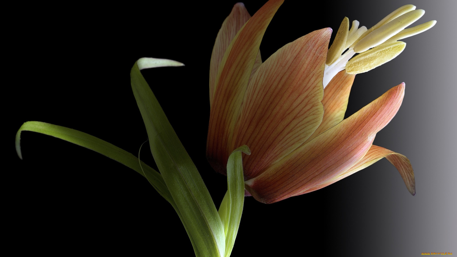 цветы, лилии, , лилейники, макро, цветок, фон, чёрный