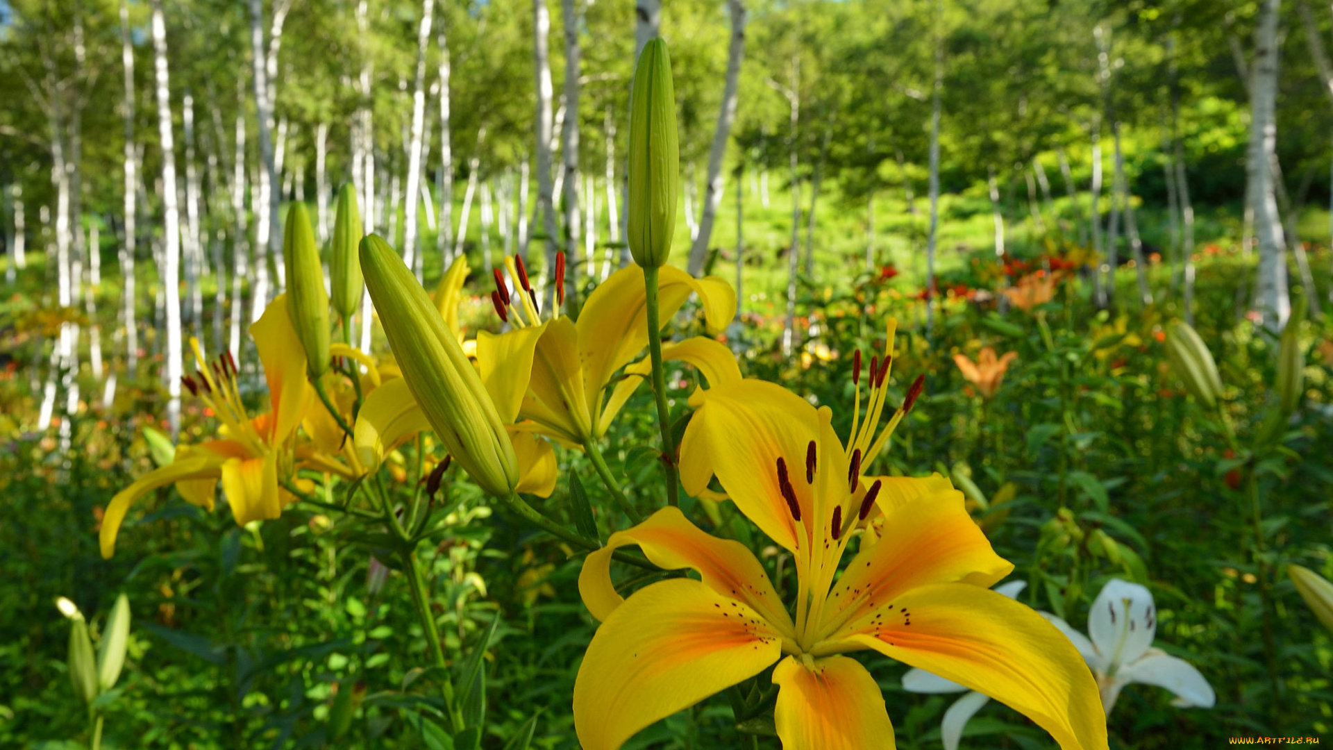 цветы, лилии, , лилейники, роща, деревья, лес, трава