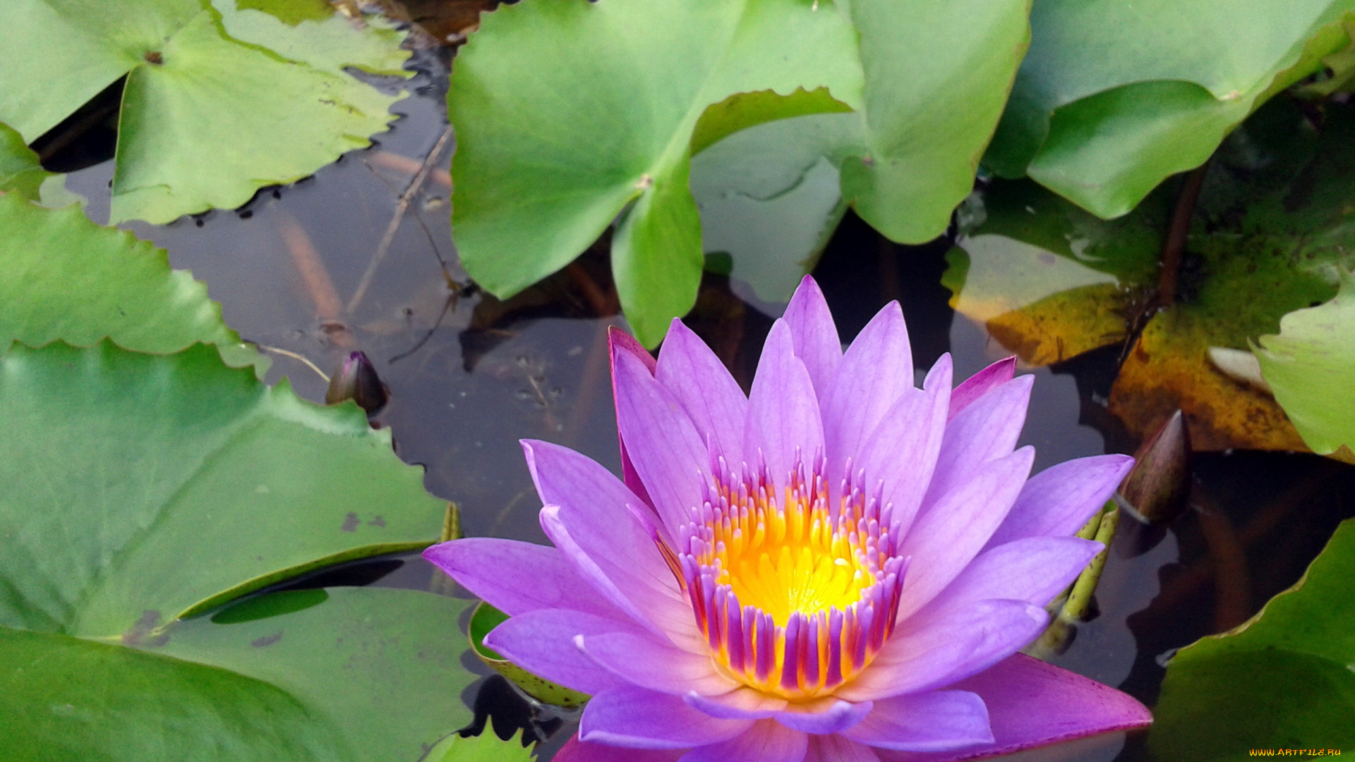 цветы, лилии, водяные, , нимфеи, , кувшинки, листья, вода