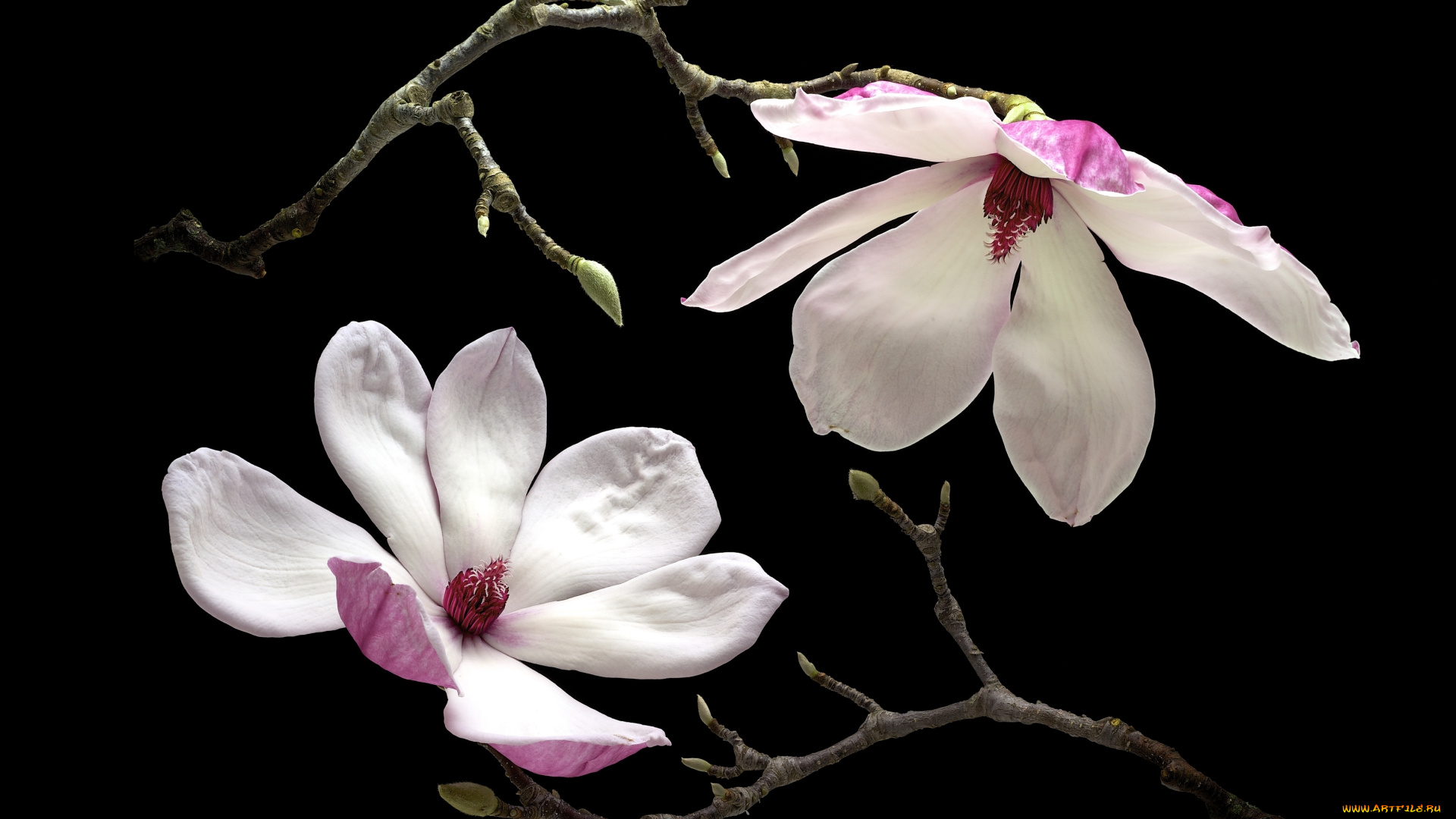 цветы, магнолии, макро, лепестки