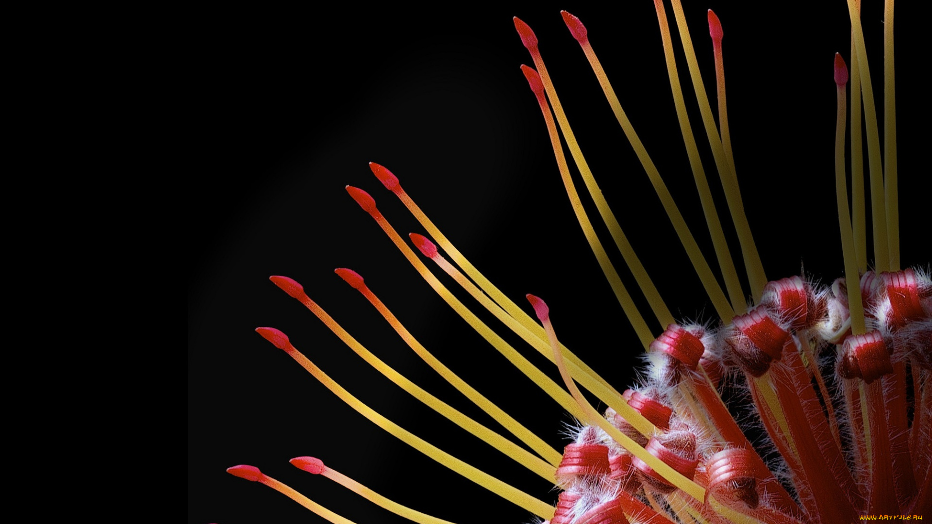 цветы, макро, цветок, фон, чёрный, тычинки