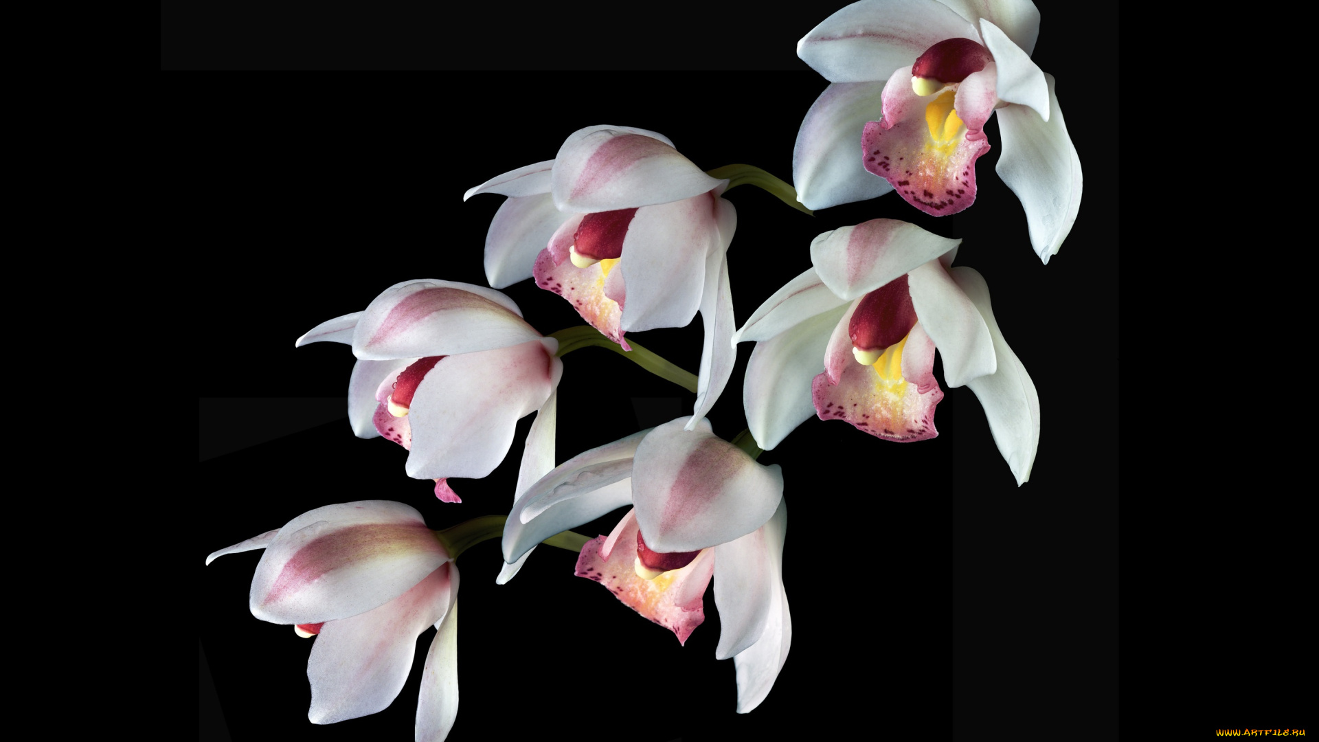 цветы, орхидеи, фон, черный
