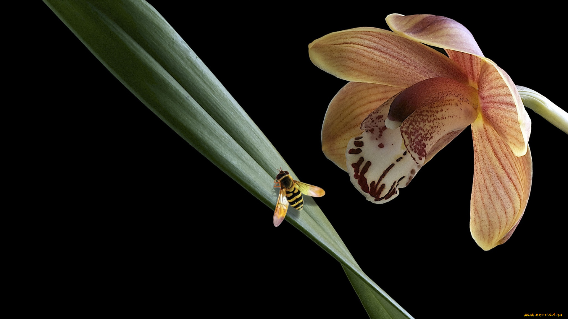 цветы, орхидеи, травинка, насекомое, орхидея, макро, цветок, фон, чёрный