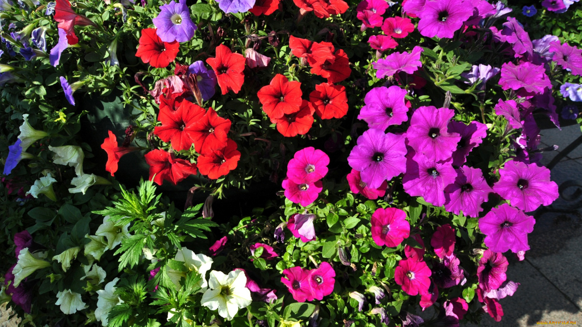 цветы, петунии, , калибрахоа, клумба