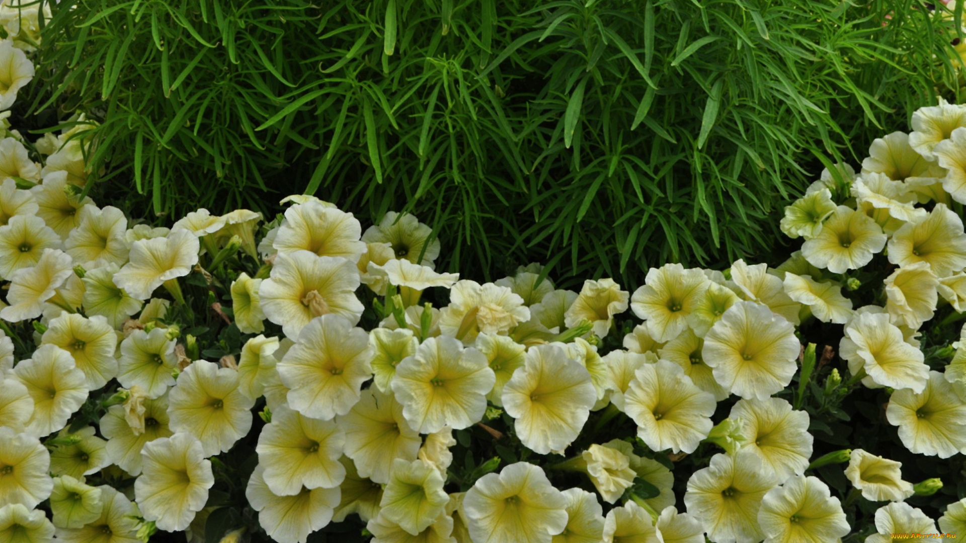 цветы, петунии, , калибрахоа, жёлтая, петуния