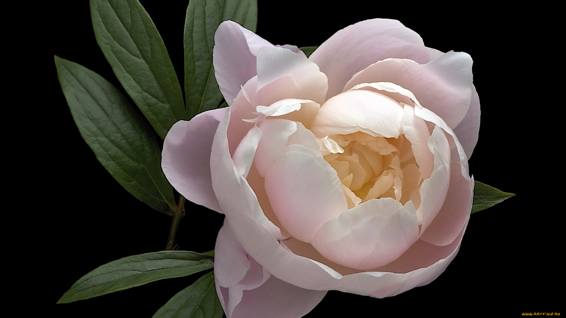 цветы, пионы, пион, бутон, розовый, макро