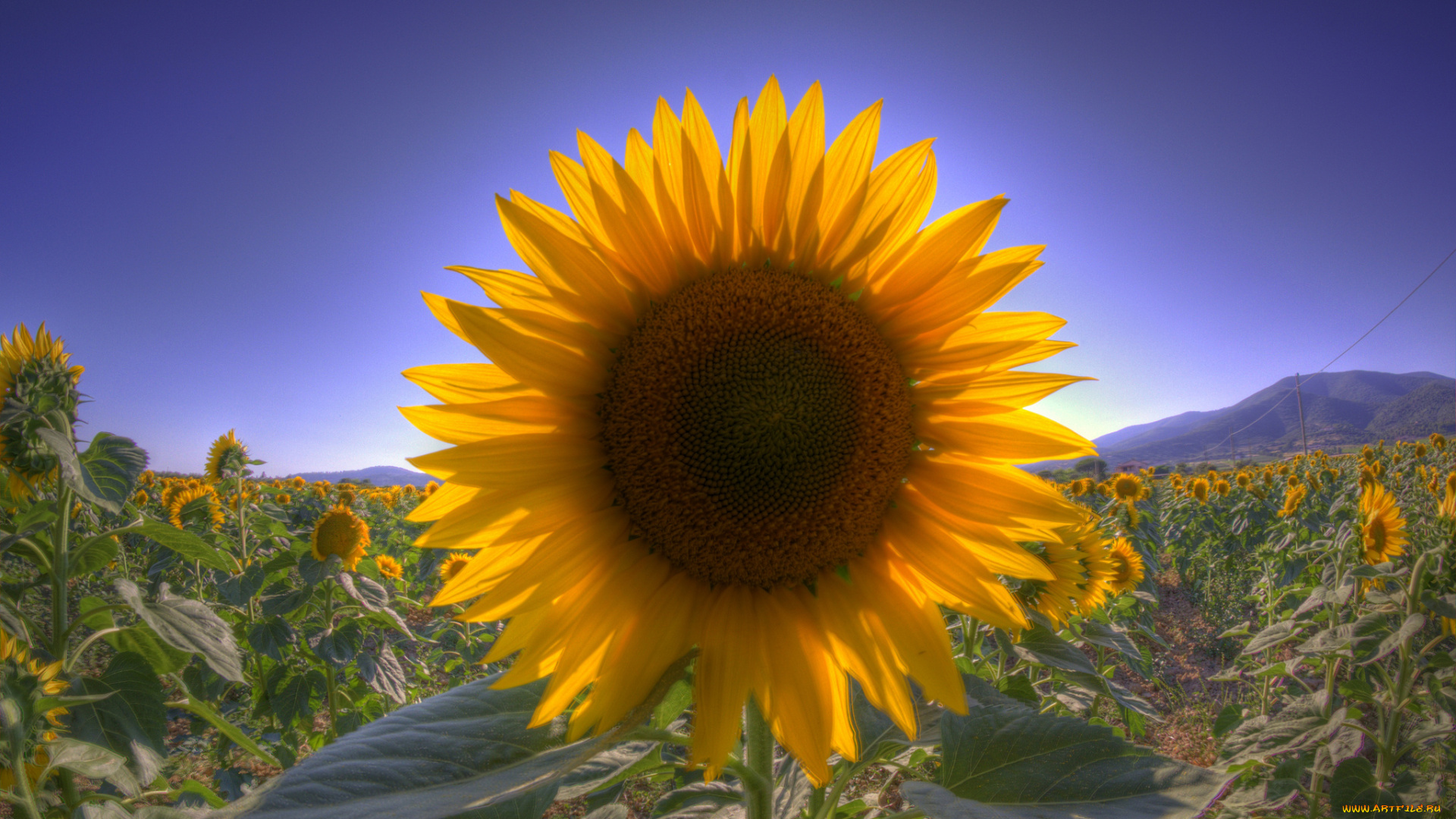 цветы, подсолнухи, подсолнух