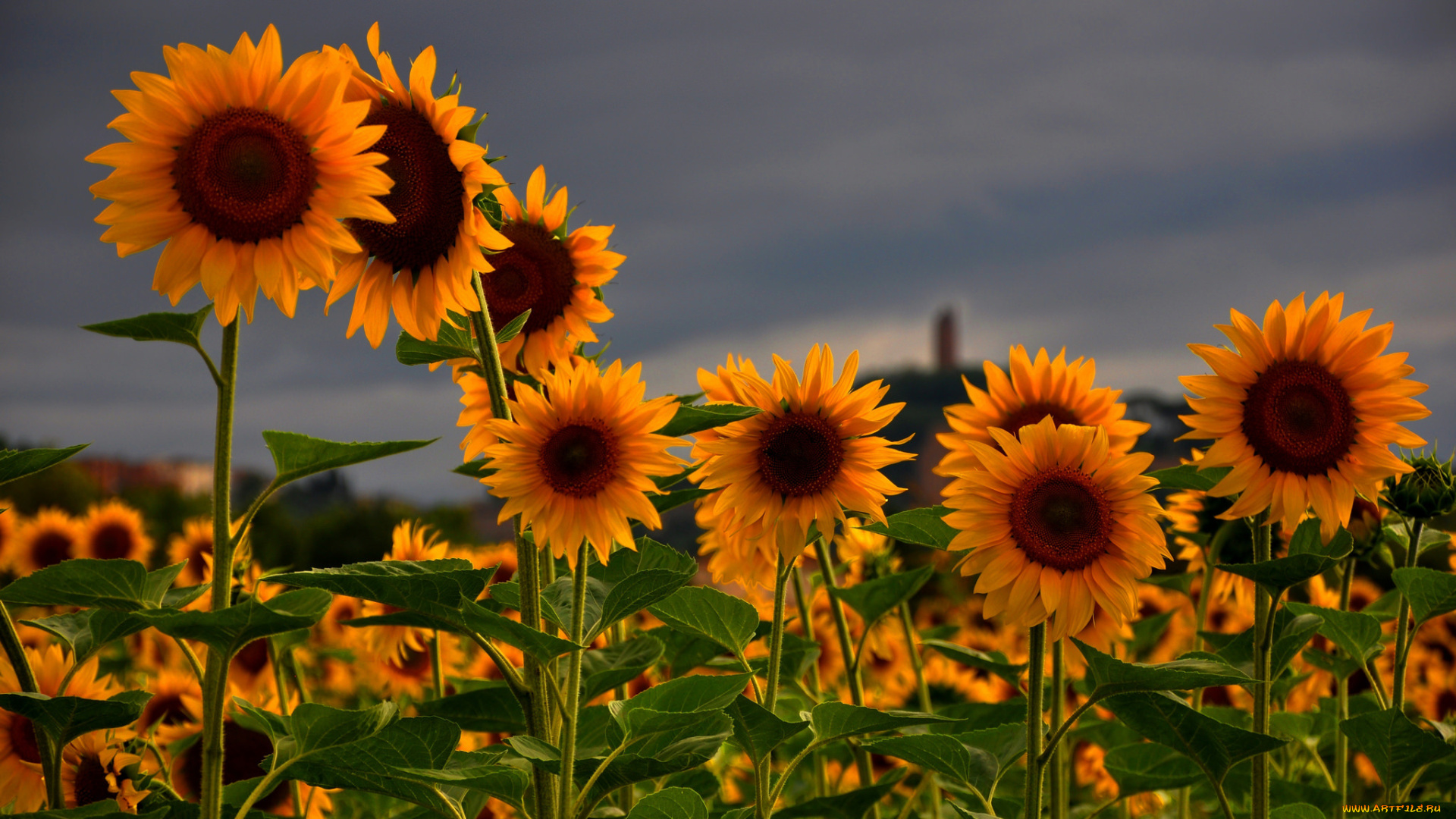 цветы, подсолнухи, серое, природа, лето, поле, небо