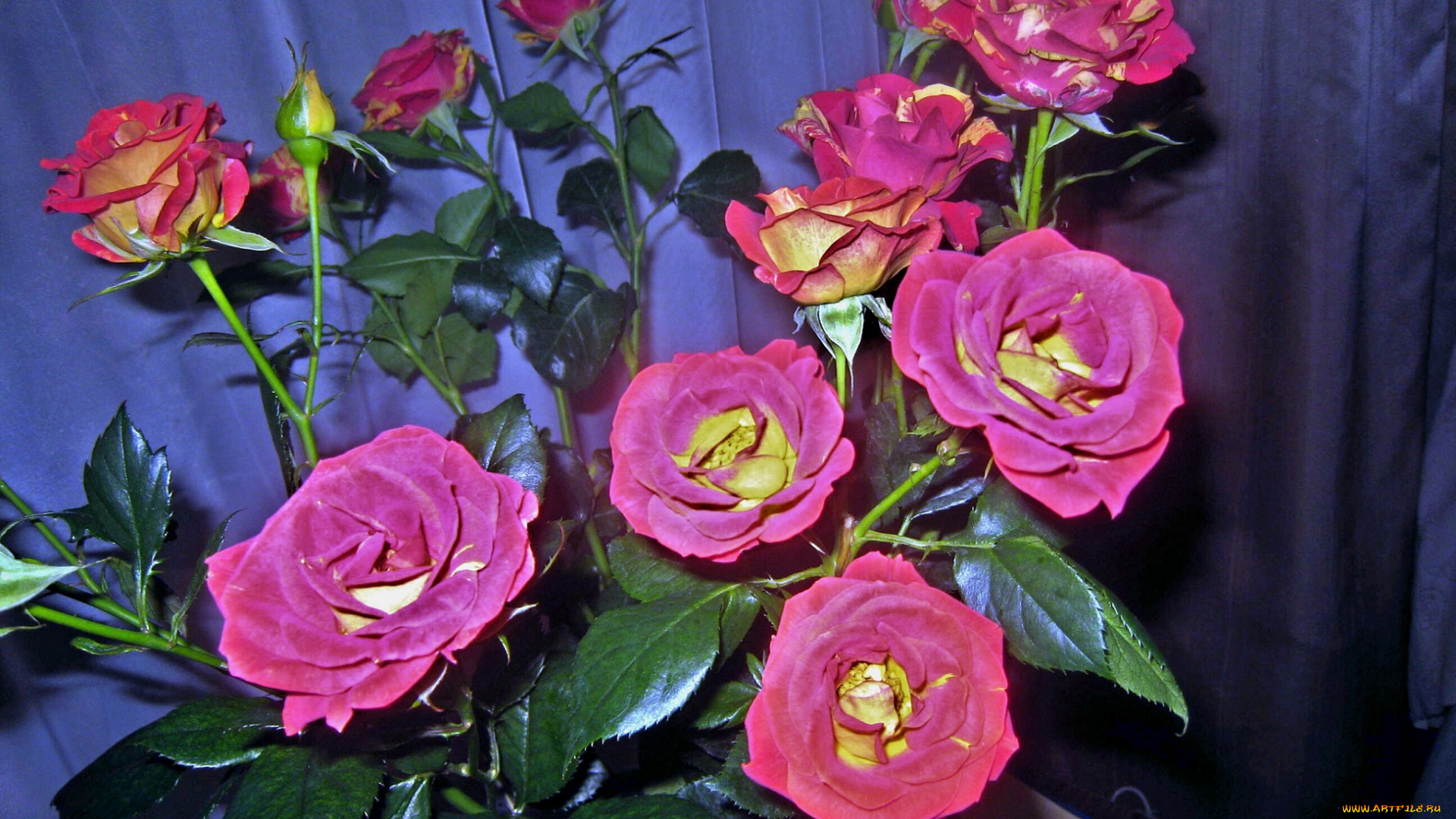 цветы, розы, букет, розовые