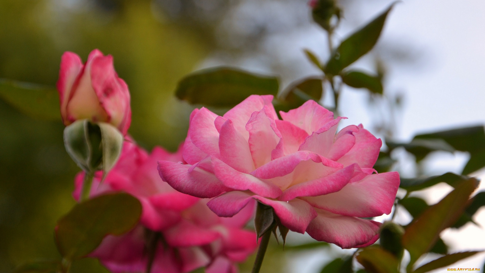 цветы, розы, куст, розовые, бутоны