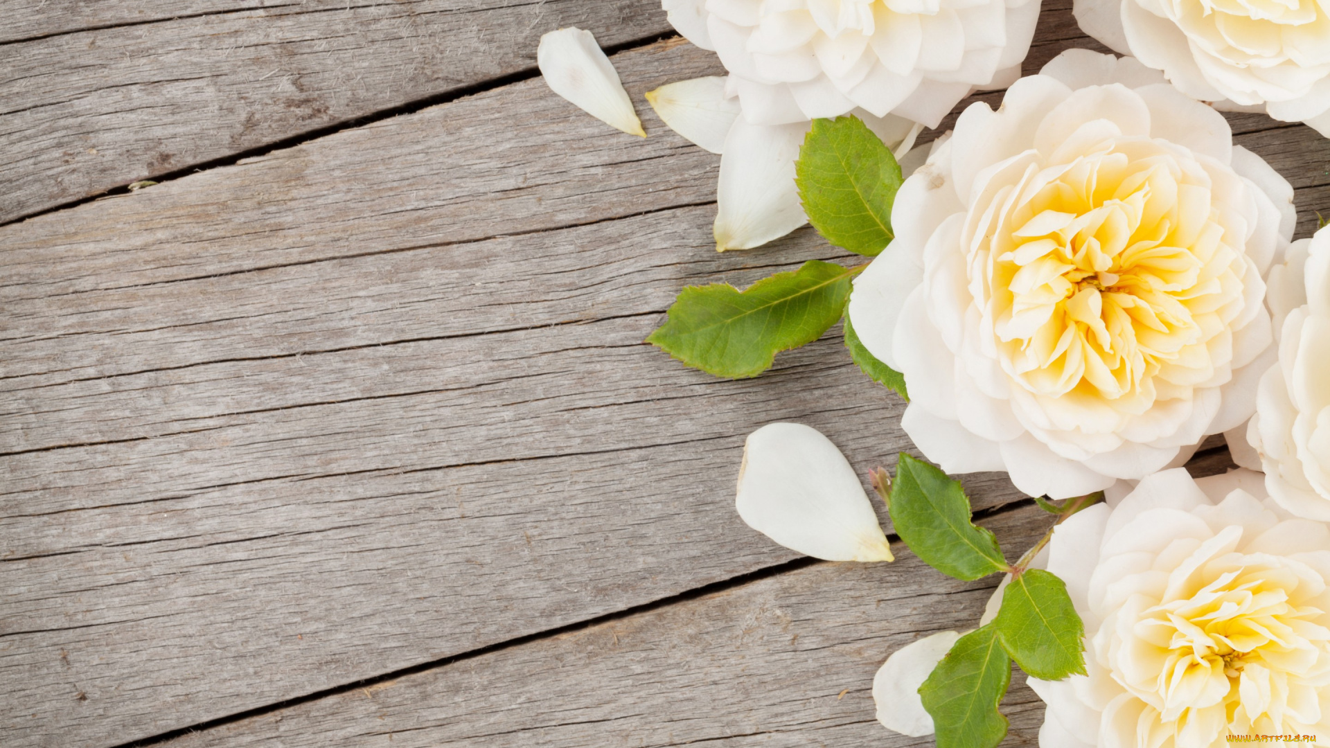 цветы, розы, лепестки, весна, доски