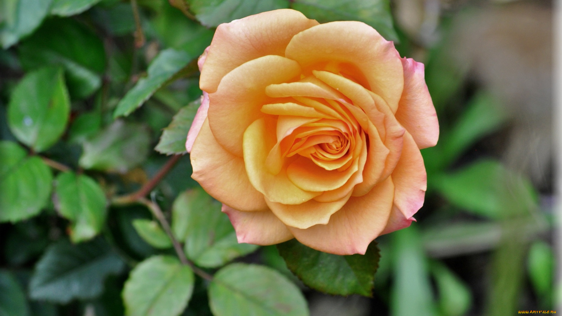 цветы, розы, роза, оранжевая